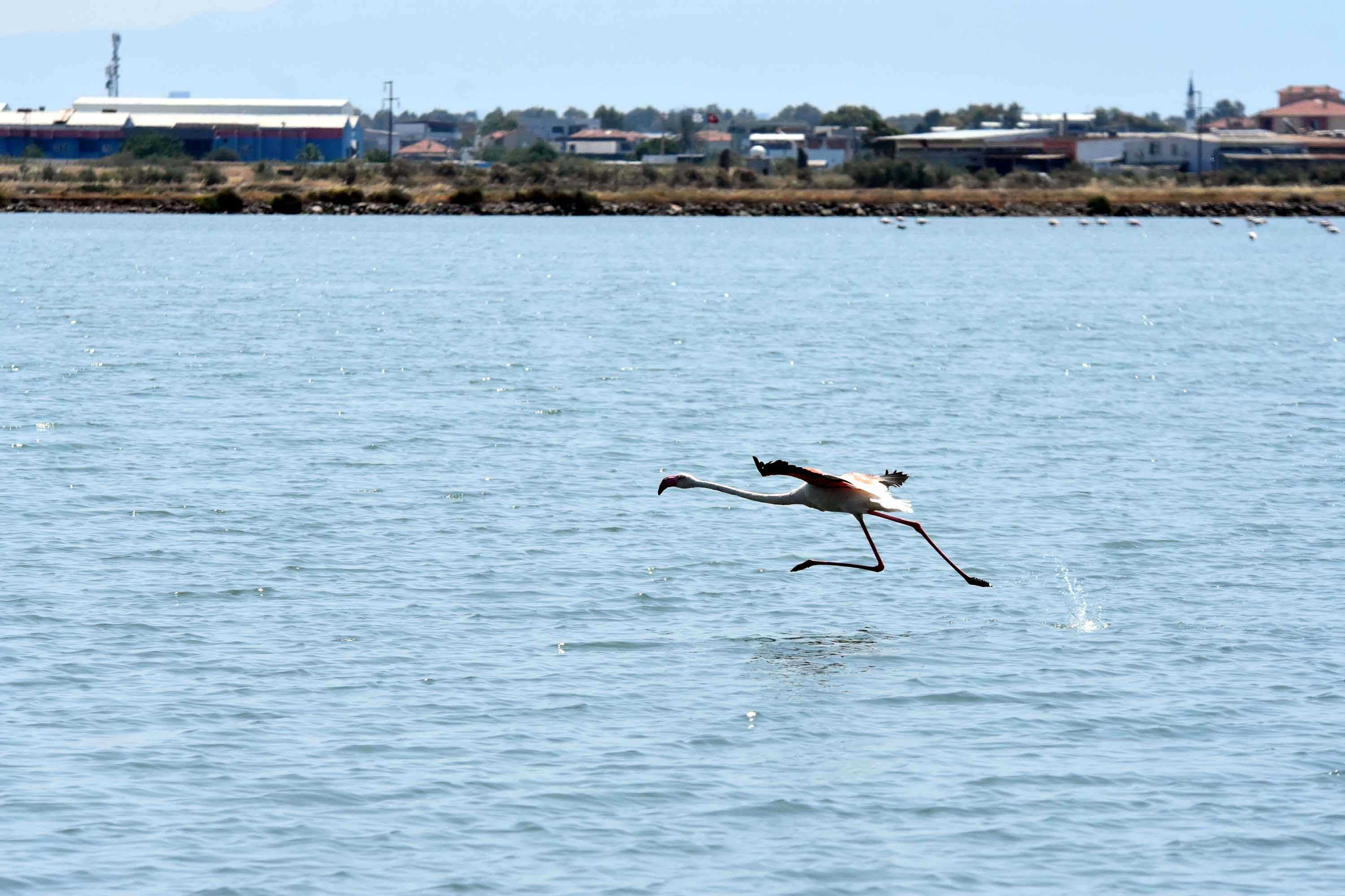 İzmir Kuş Cenneti, yaklaşık 13 bin flamingo yavrusuna ev sahipliği yapıyor