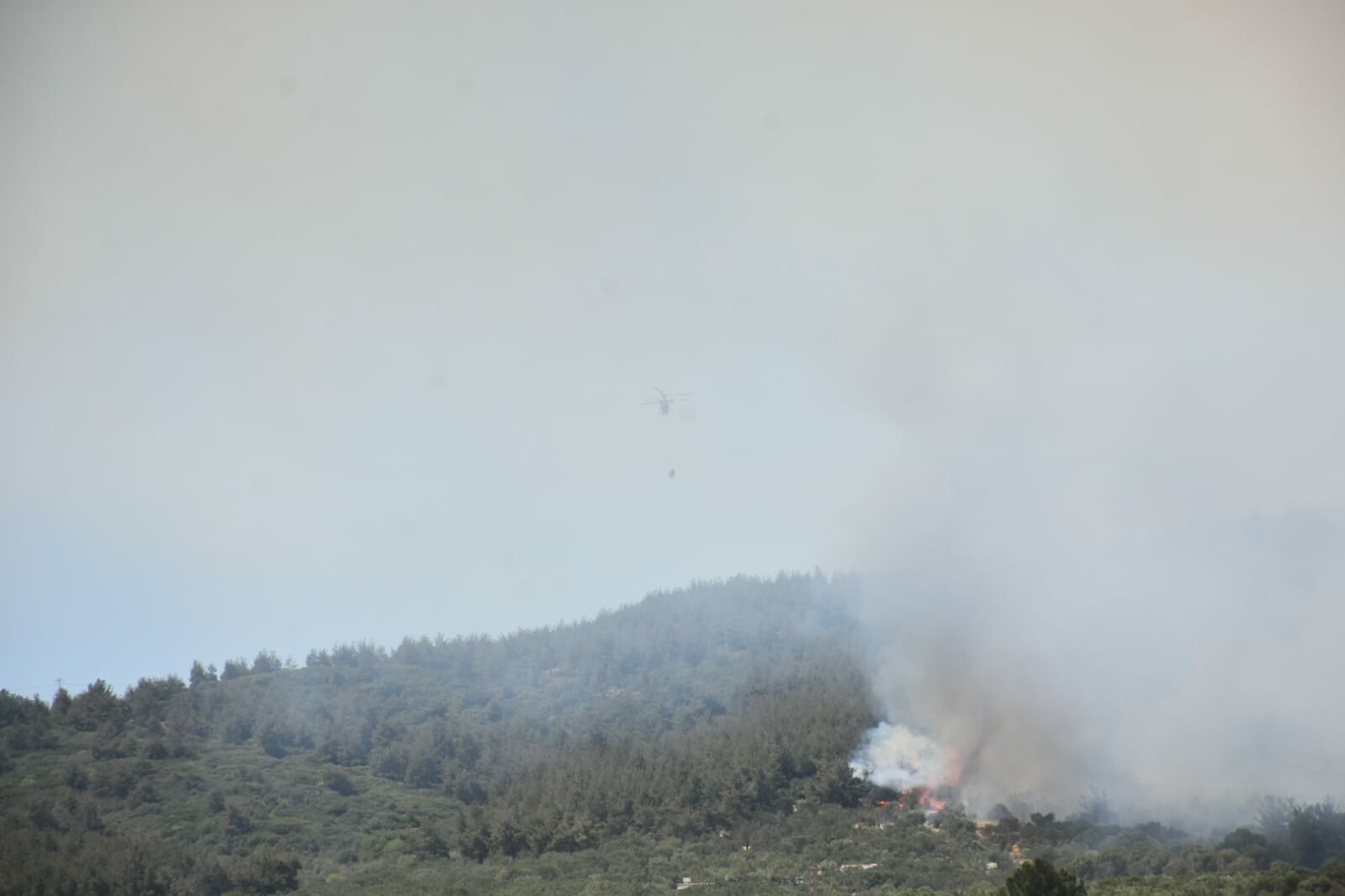 İzmir Aliağa'da orman yangını