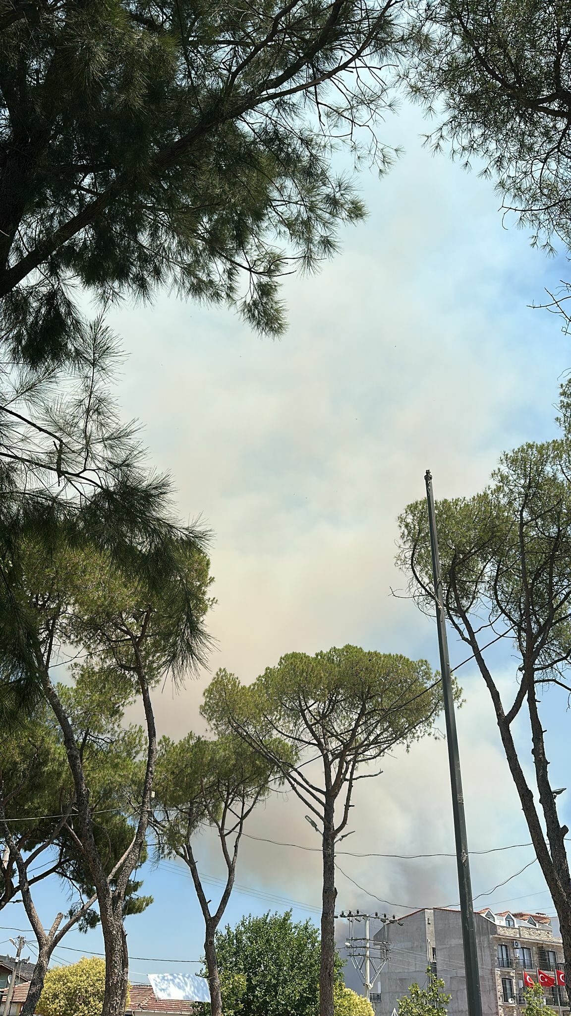 İzmir Aliağa'da orman yangını