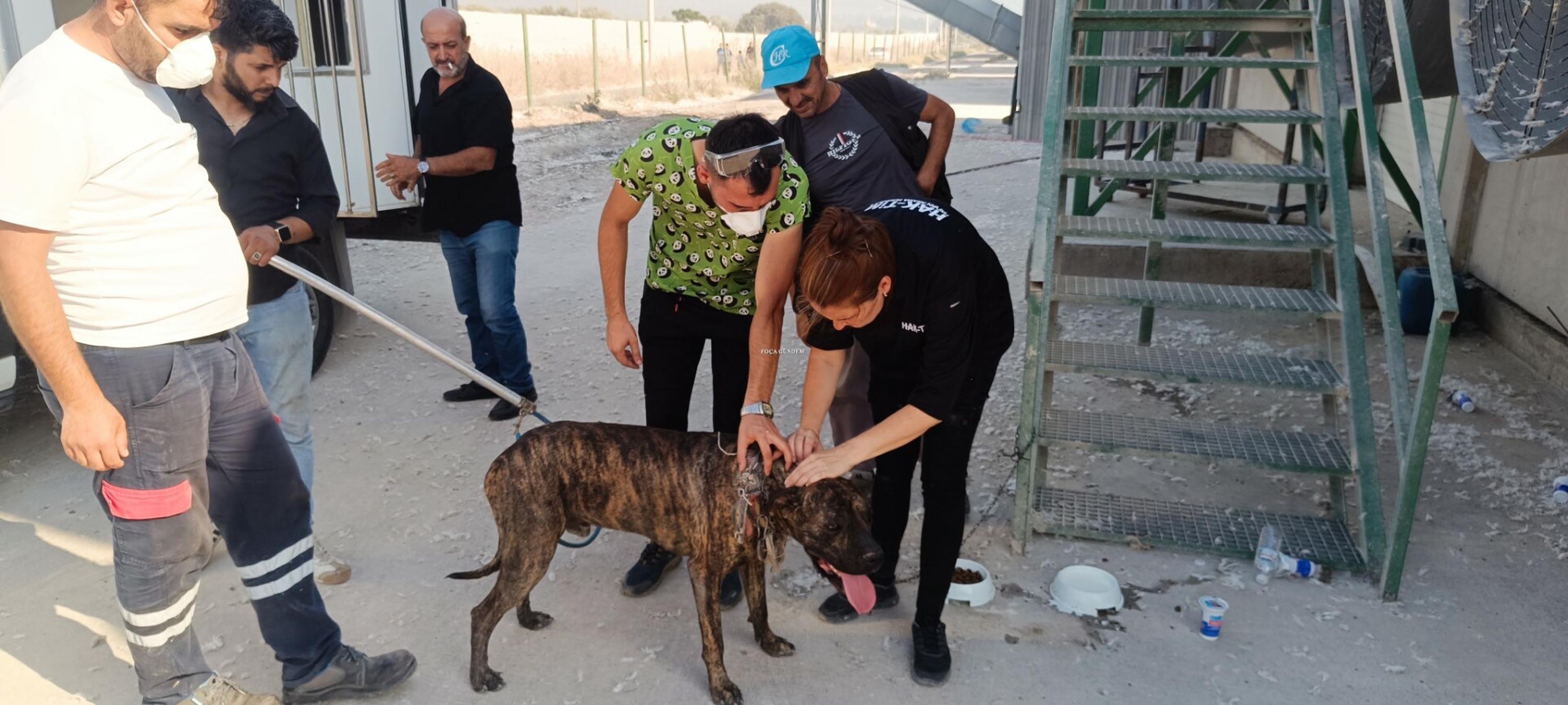 Aliağa ve Foça’da yangınla mücadele sürüyor