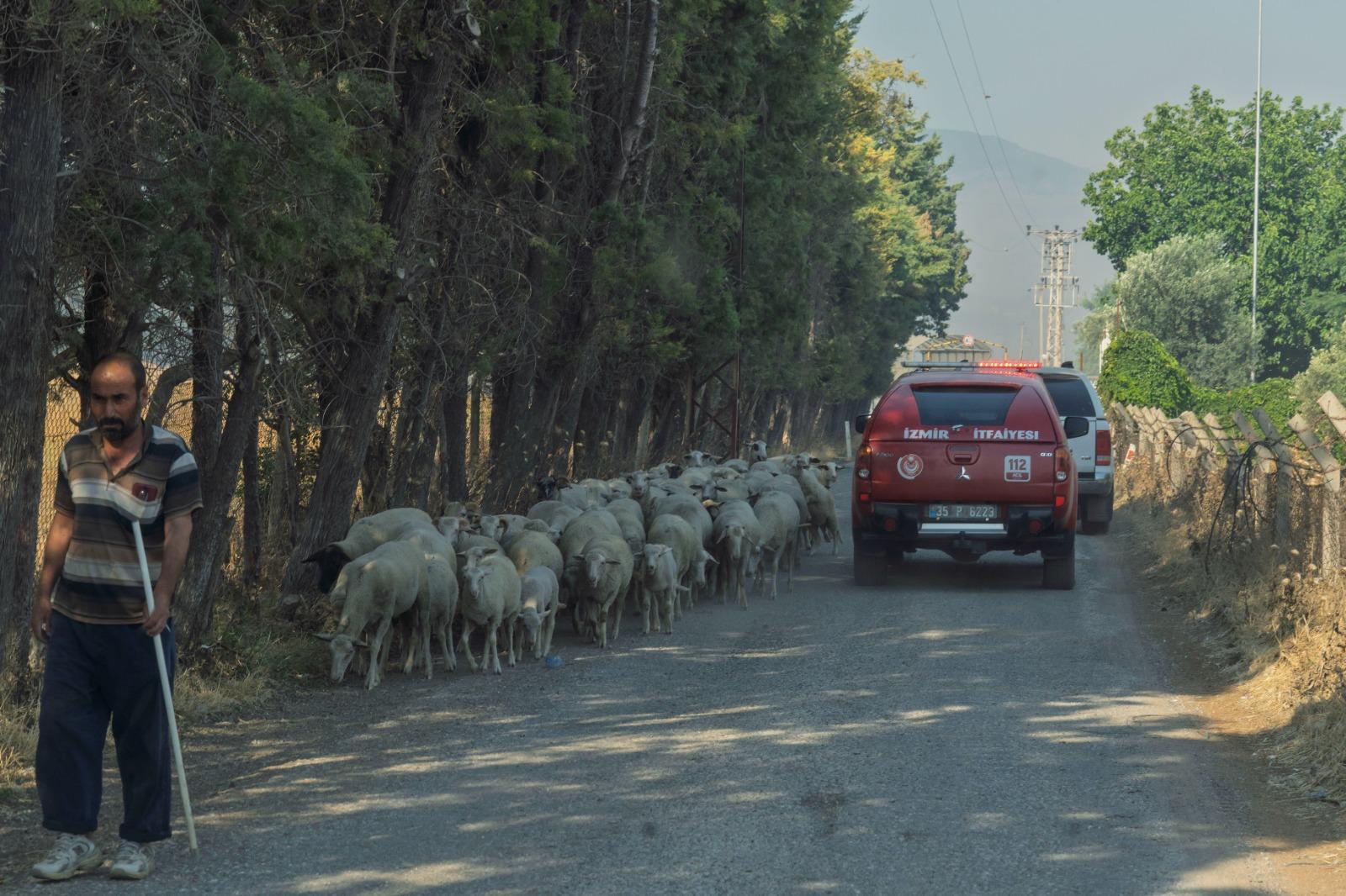 Aliağa ve Foça’da yangınla mücadele sürüyor