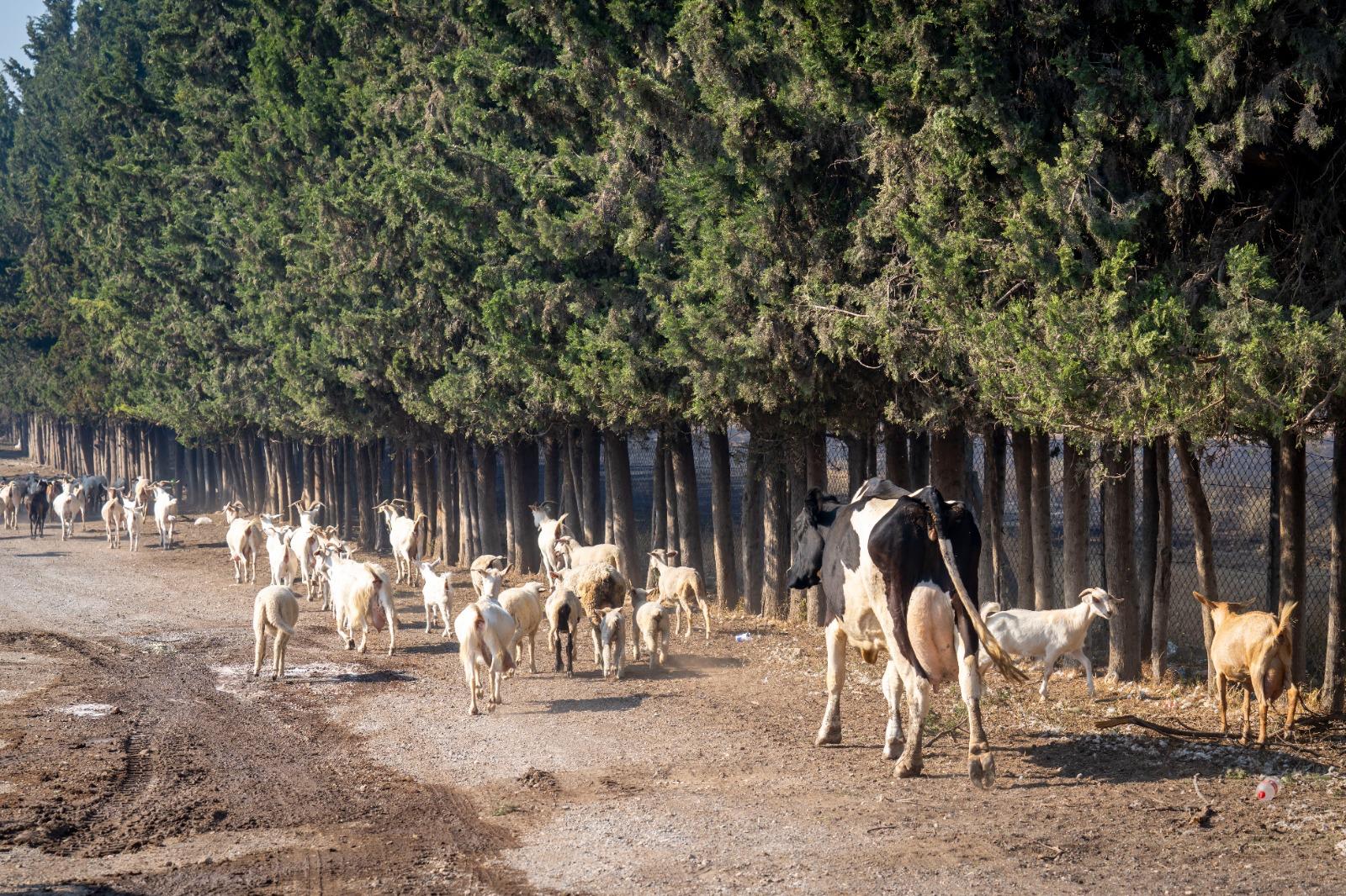 Aliağa ve Foça’da yangınla mücadele sürüyor