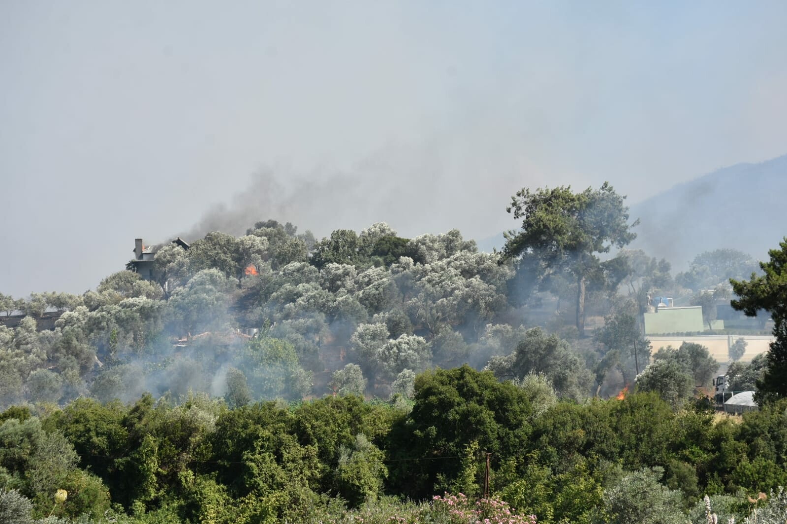 İzmir'de 2 ayrı noktada orman yangını 