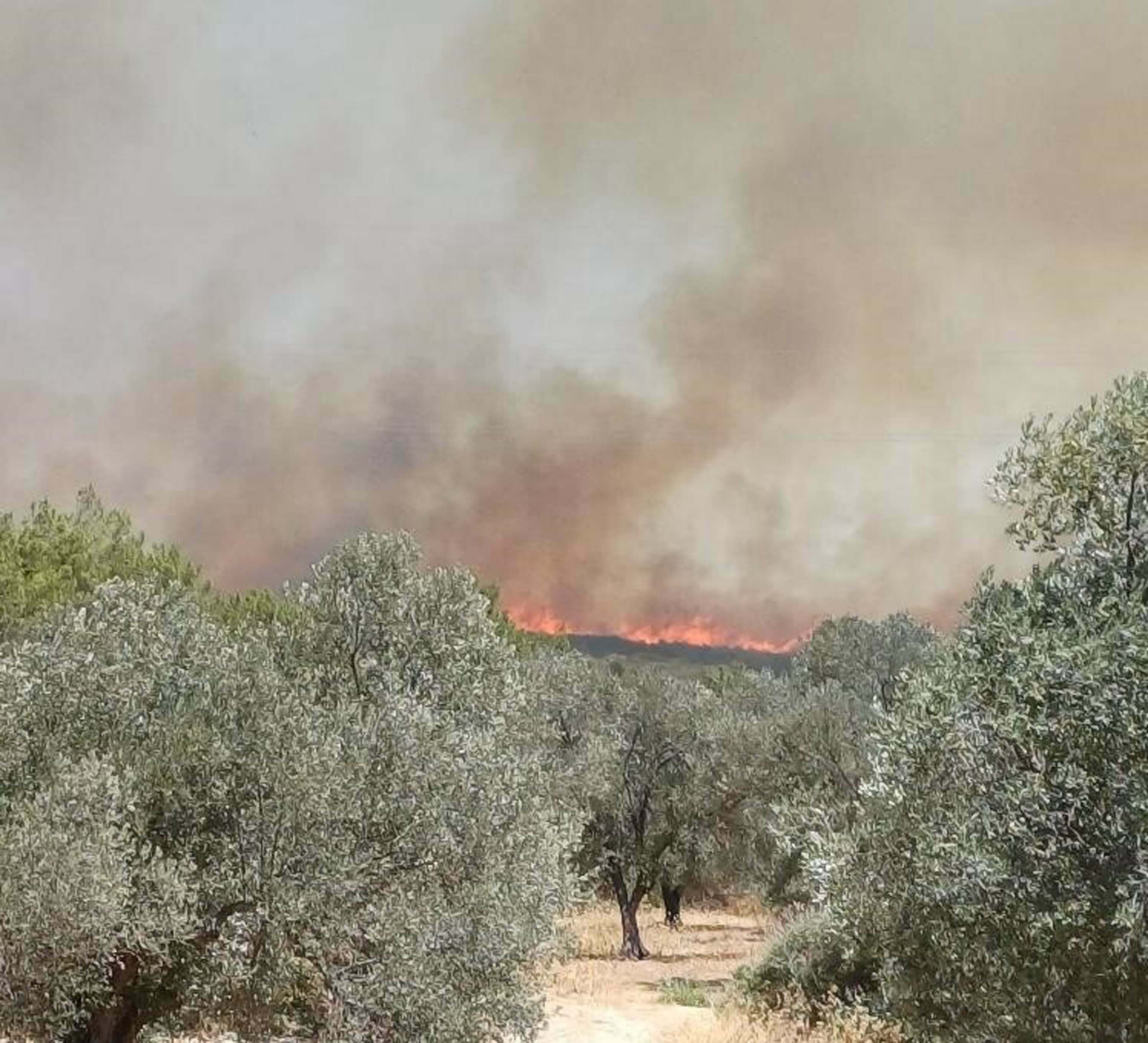 Çeşme'de orman yangını 