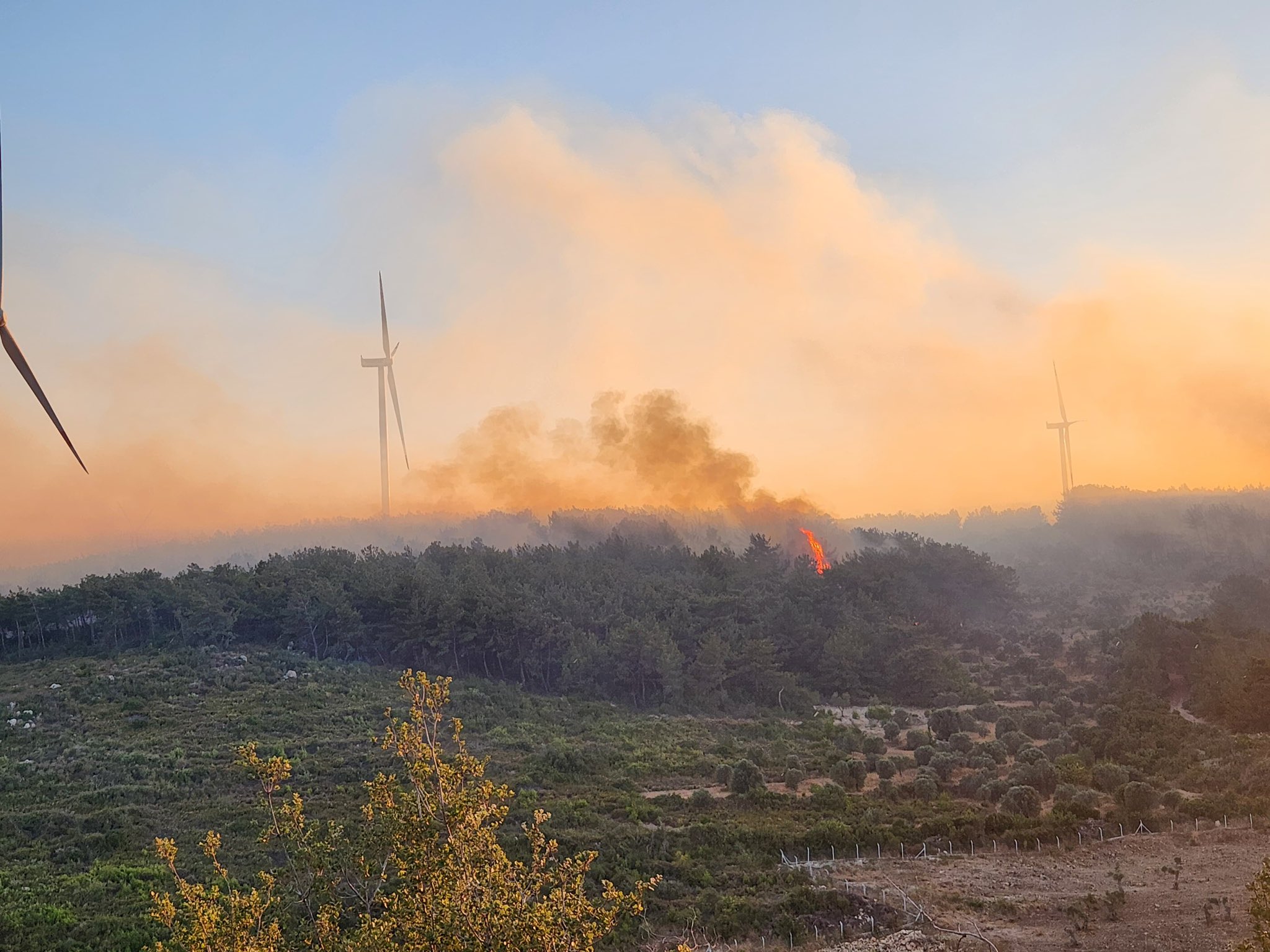 İzmir Urla'da orman yangını