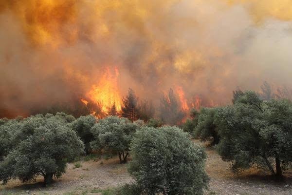 Manisa’da 2 noktada orman yangını