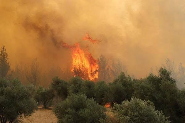 Manisa’da 2 noktada orman yangını