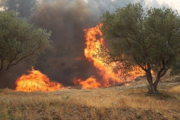 Manisa’da 2 noktada orman yangını