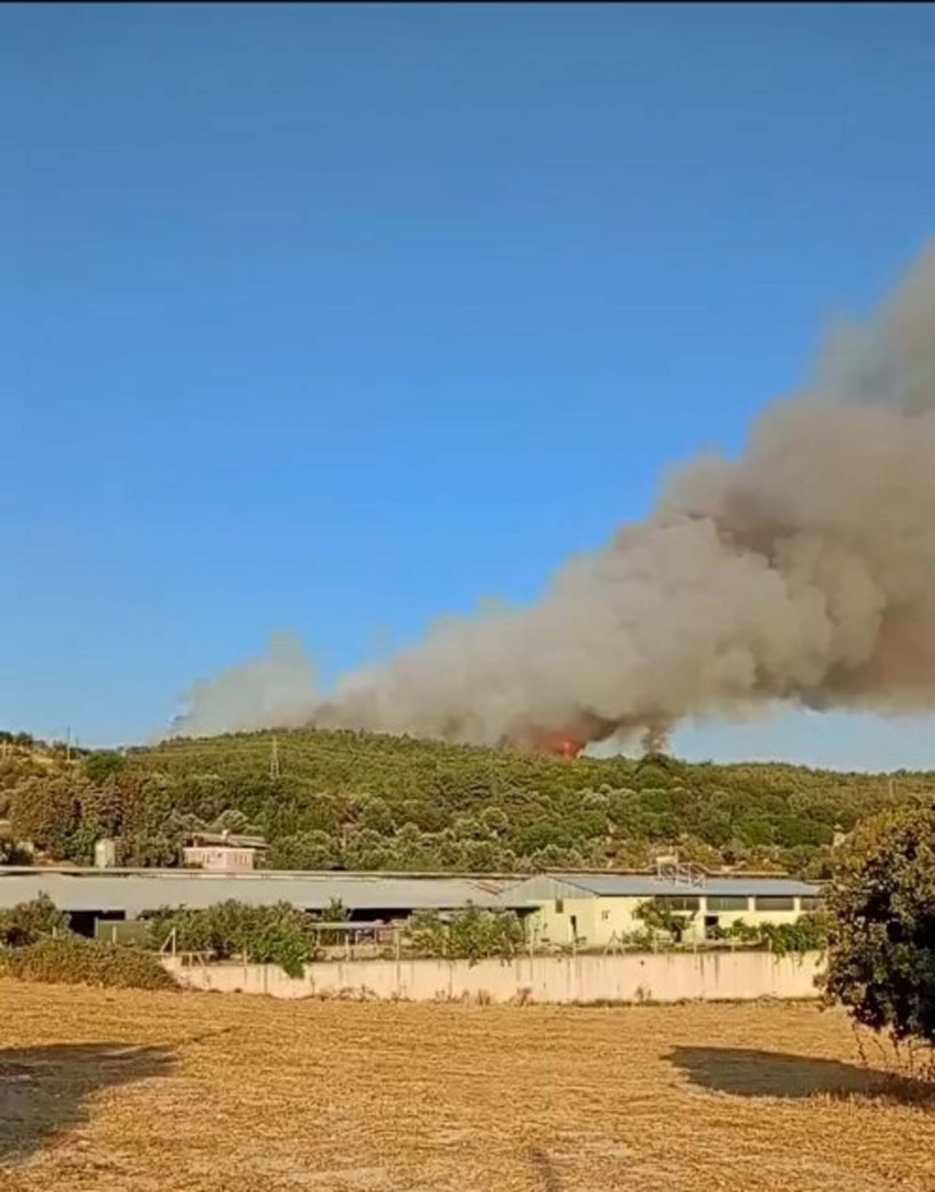 İzmir Urla'da orman yangını