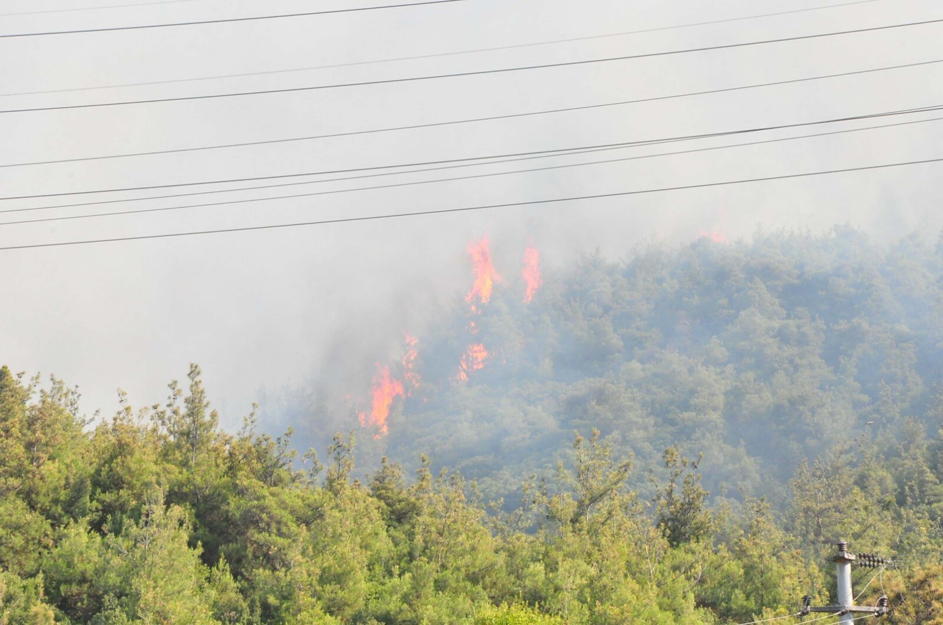 Manisa'da orman yangını