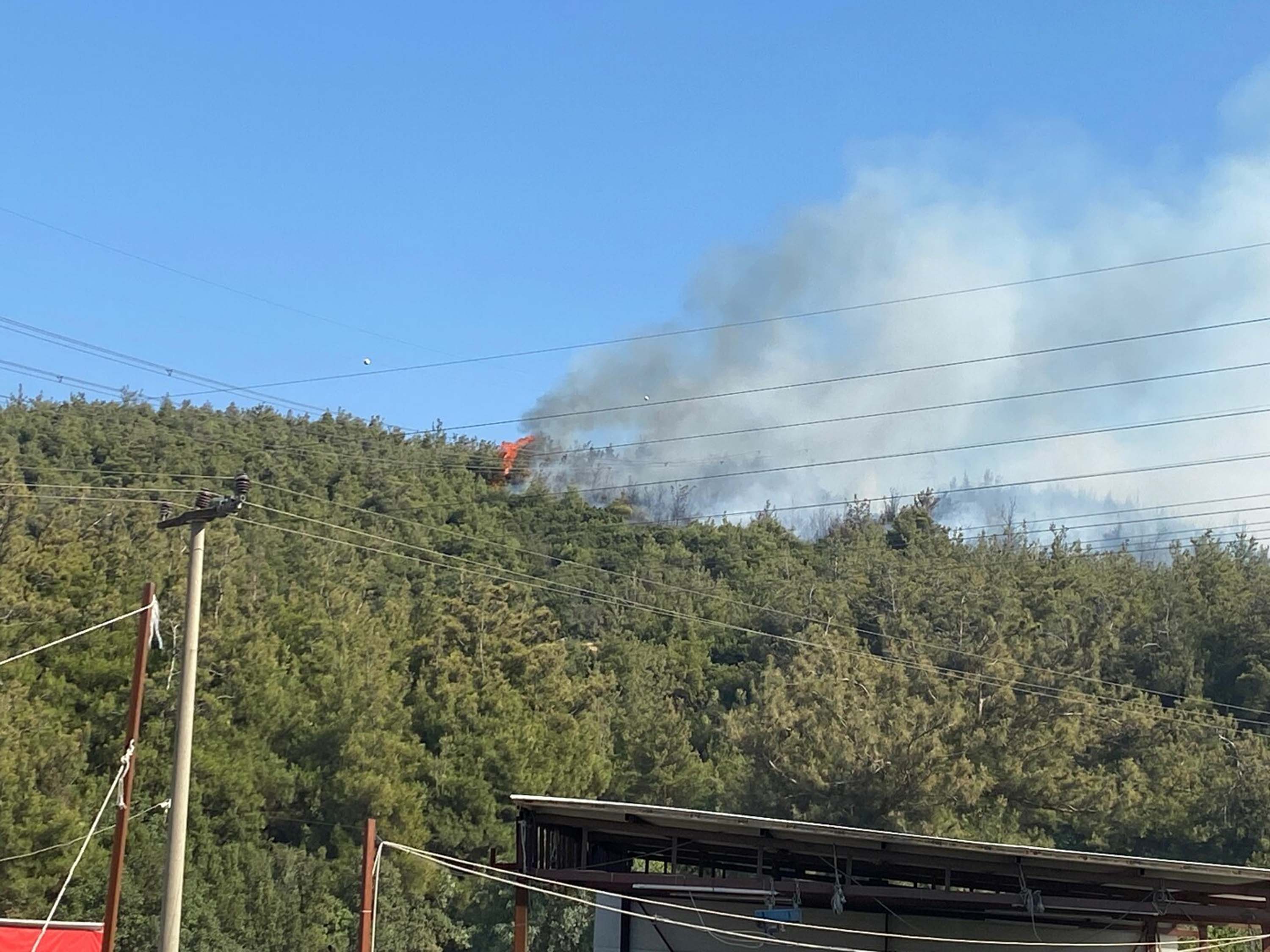 Manisa'da orman yangını