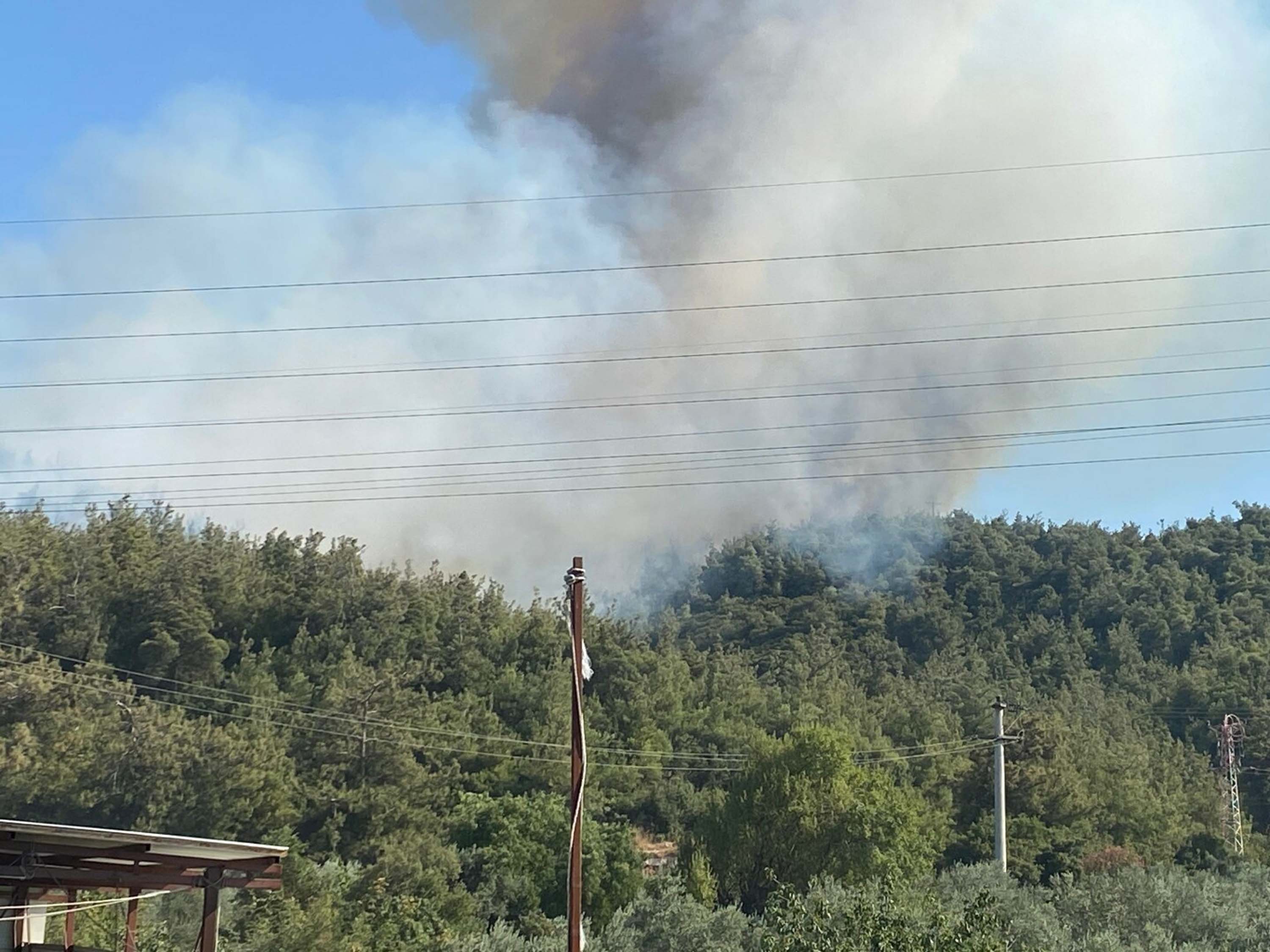 Manisa'da orman yangını