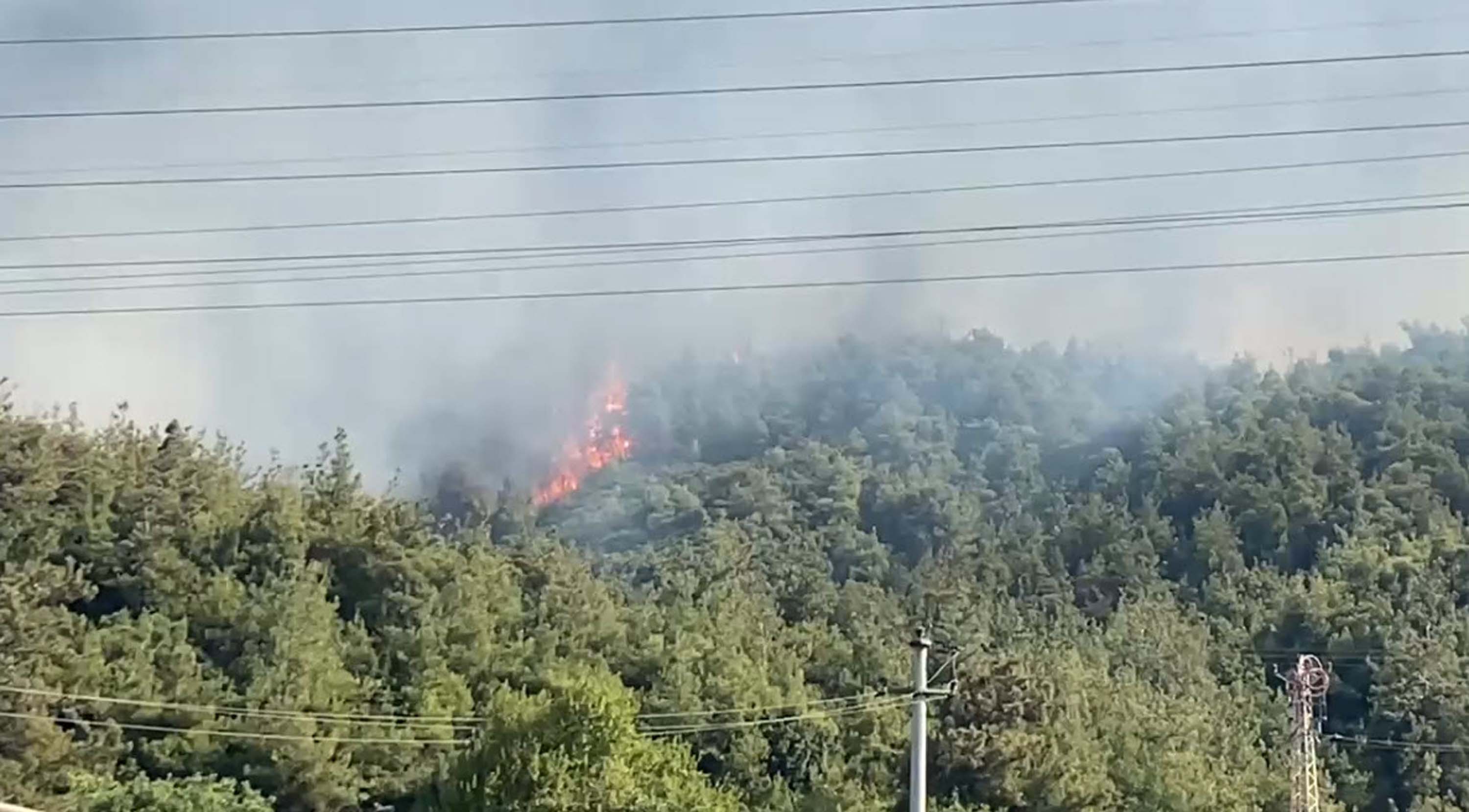 Manisa'da orman yangını
