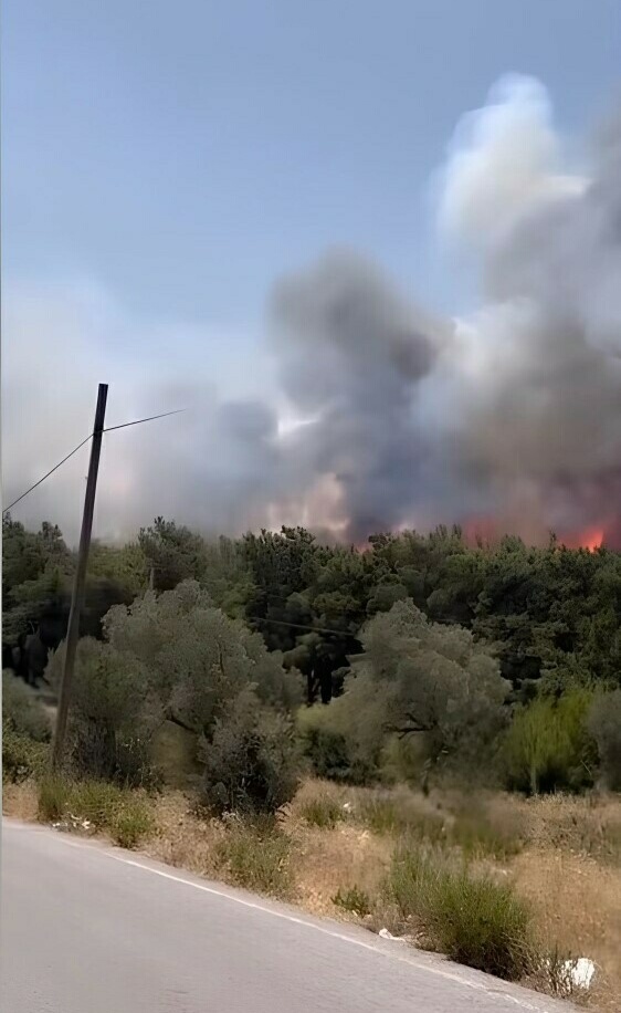Bornova ve Buca'da orman yangını