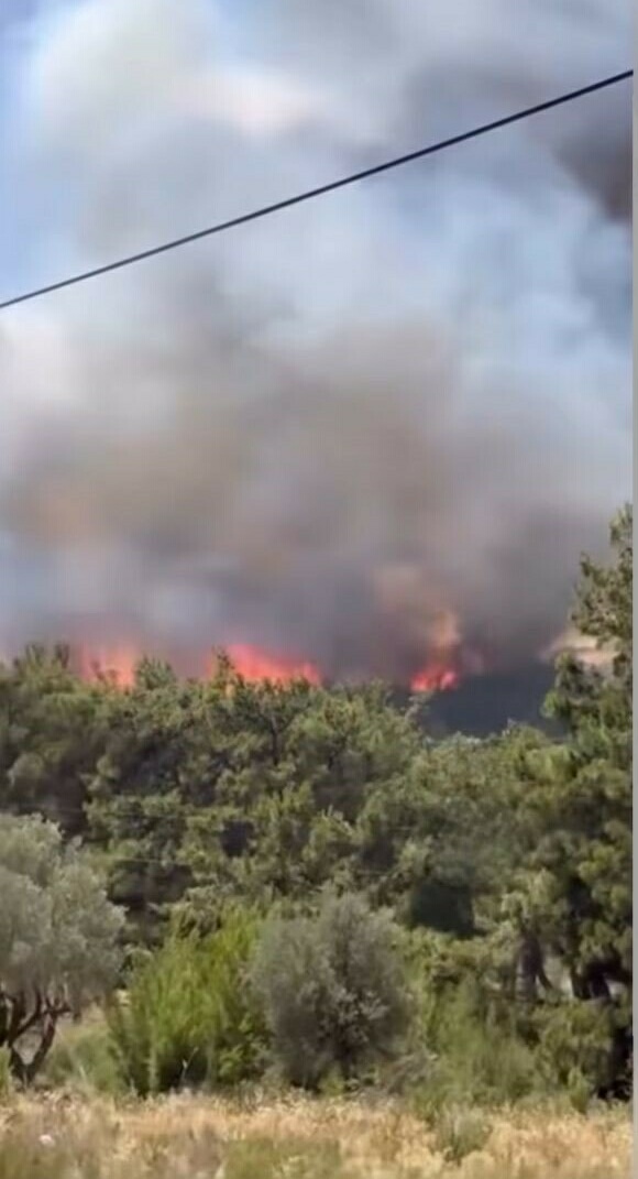Bornova ve Buca'da orman yangını