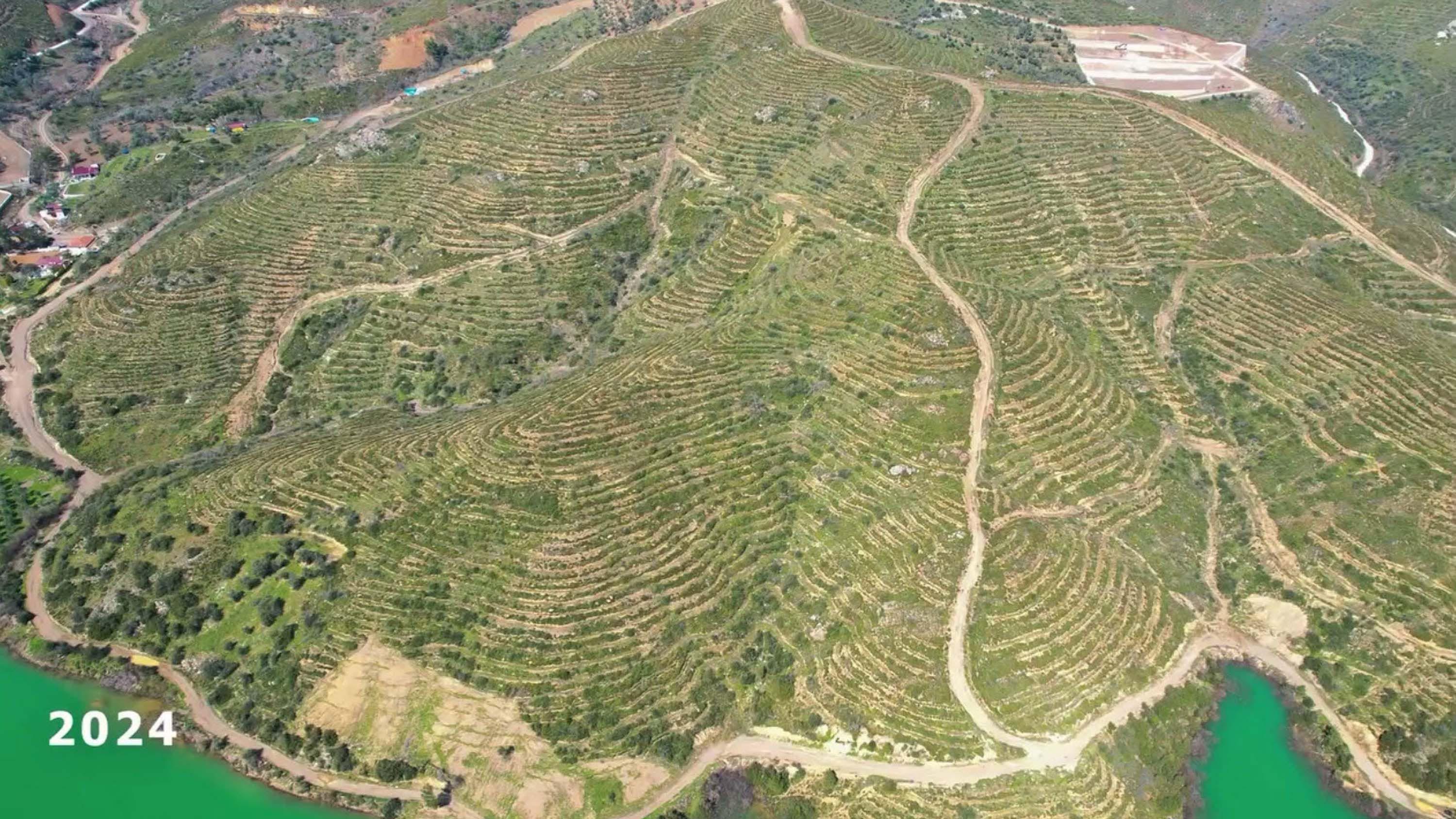 İzmir'de 6 yıl önce yanan orman, dikilen fidanlarla yeniden yeşerdi