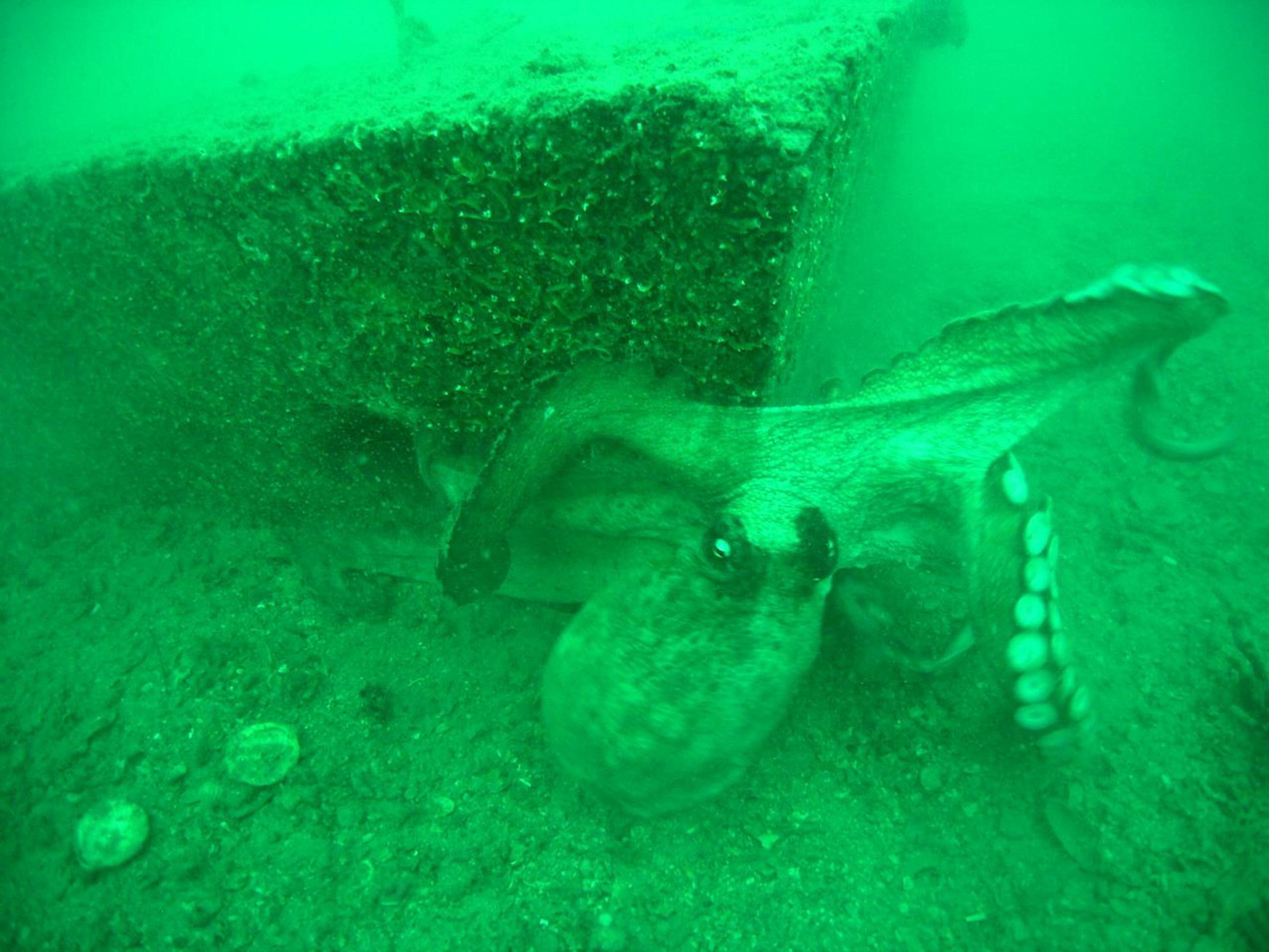 İzmir Körfezi'ne ahtapotlar için yapay resif