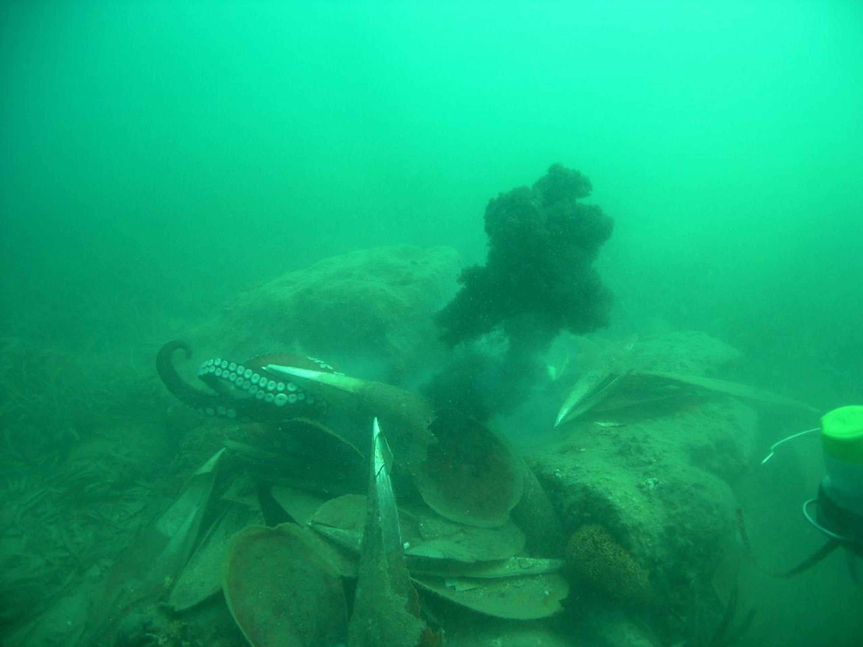 İzmir Körfezi'ne ahtapotlar için yapay resif