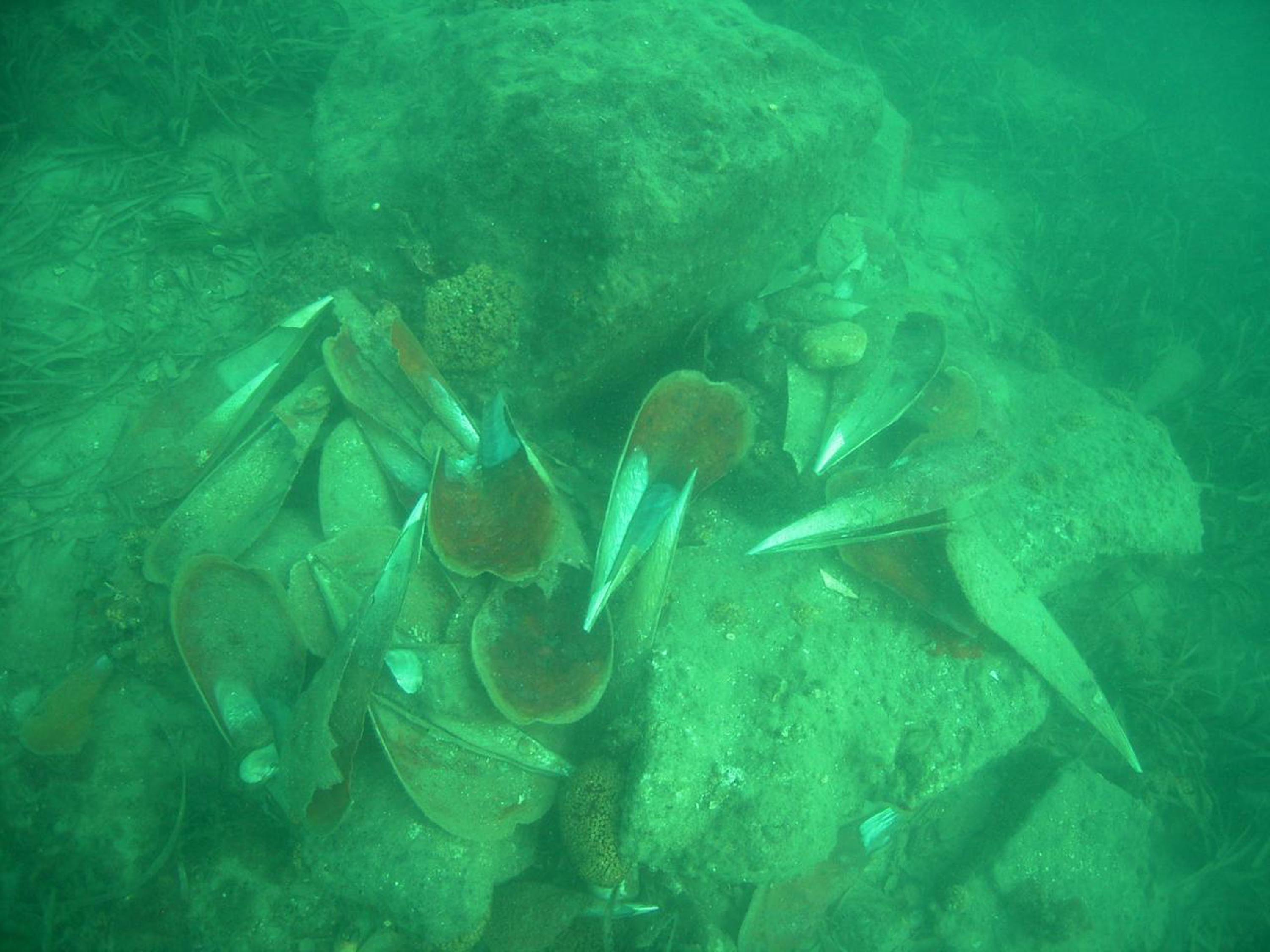 İzmir Körfezi'ne ahtapotlar için yapay resif