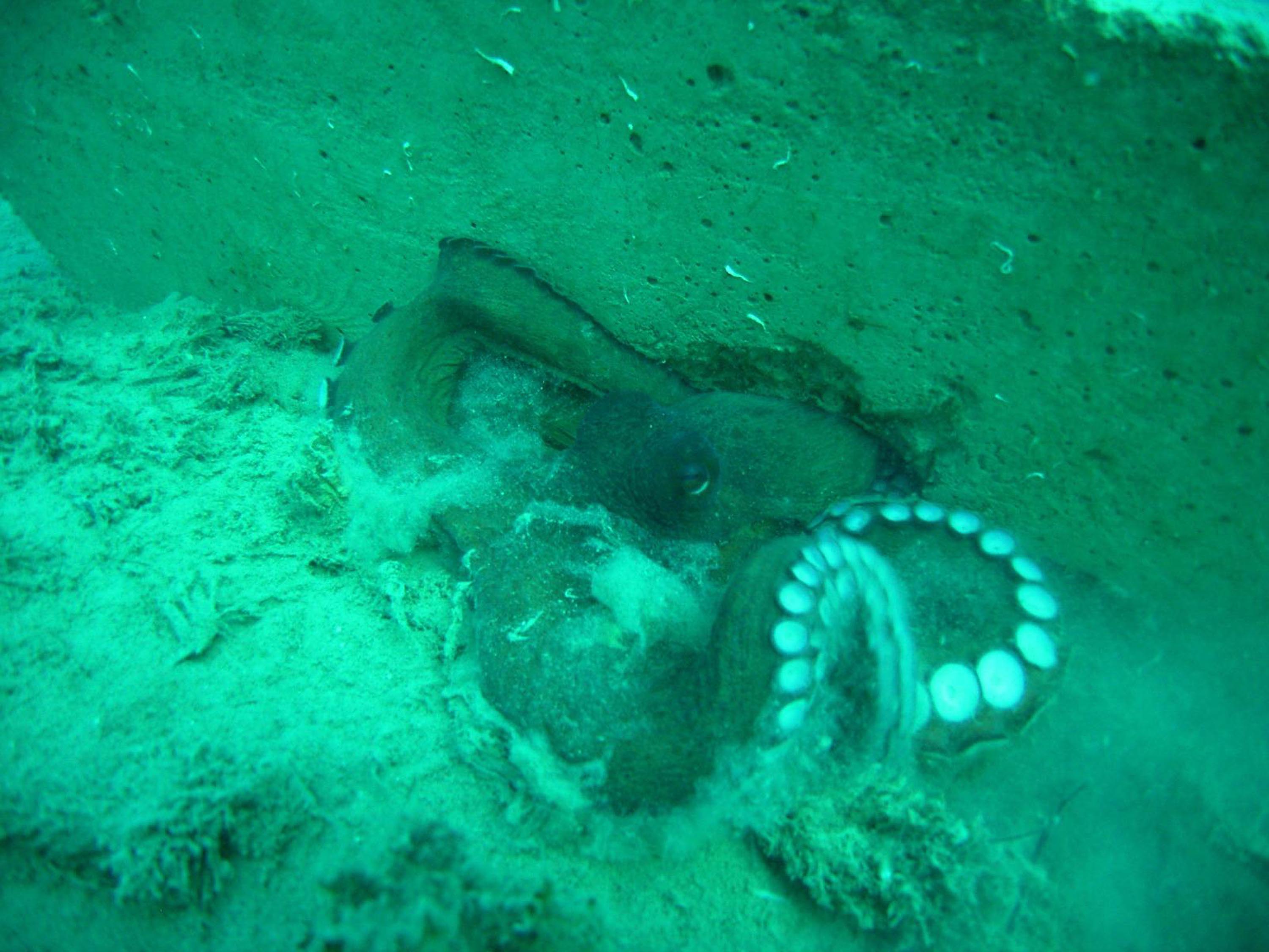 İzmir Körfezi'ne ahtapotlar için yapay resif