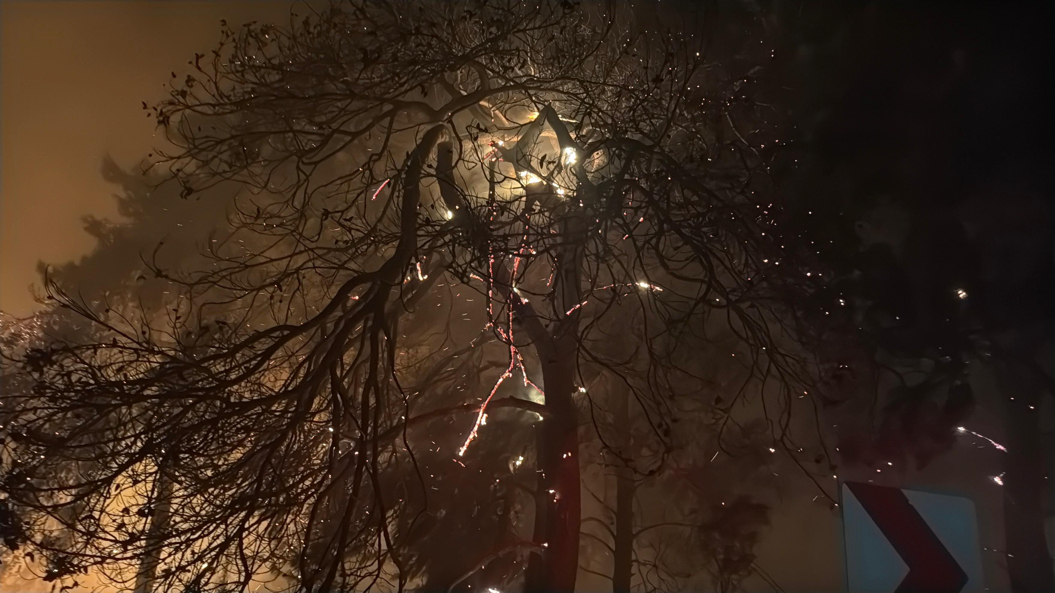 Muğla Köyceğiz ve Milas'ta orman yangını