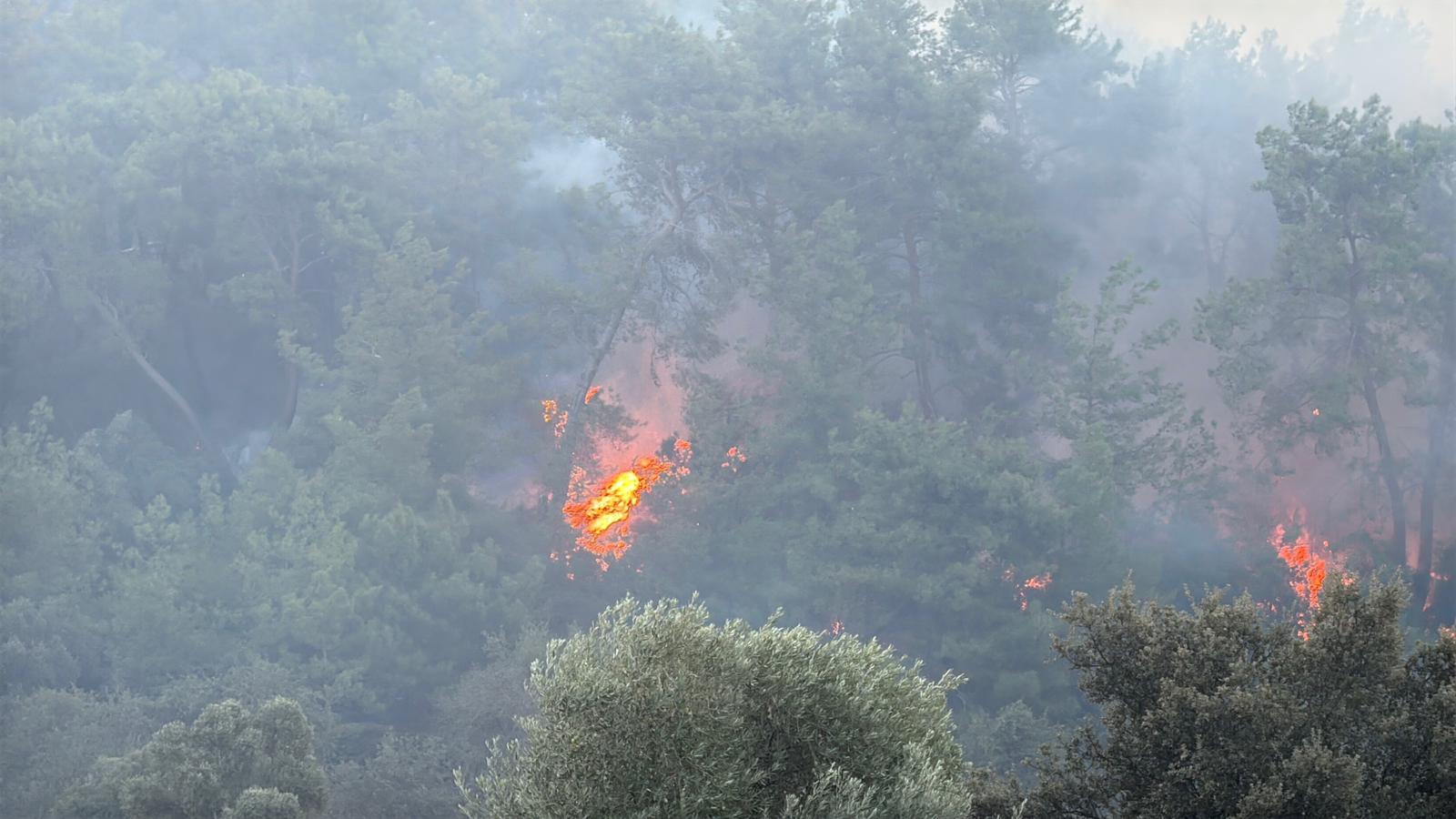 Muğla Köyceğiz ve Milas'ta orman yangını