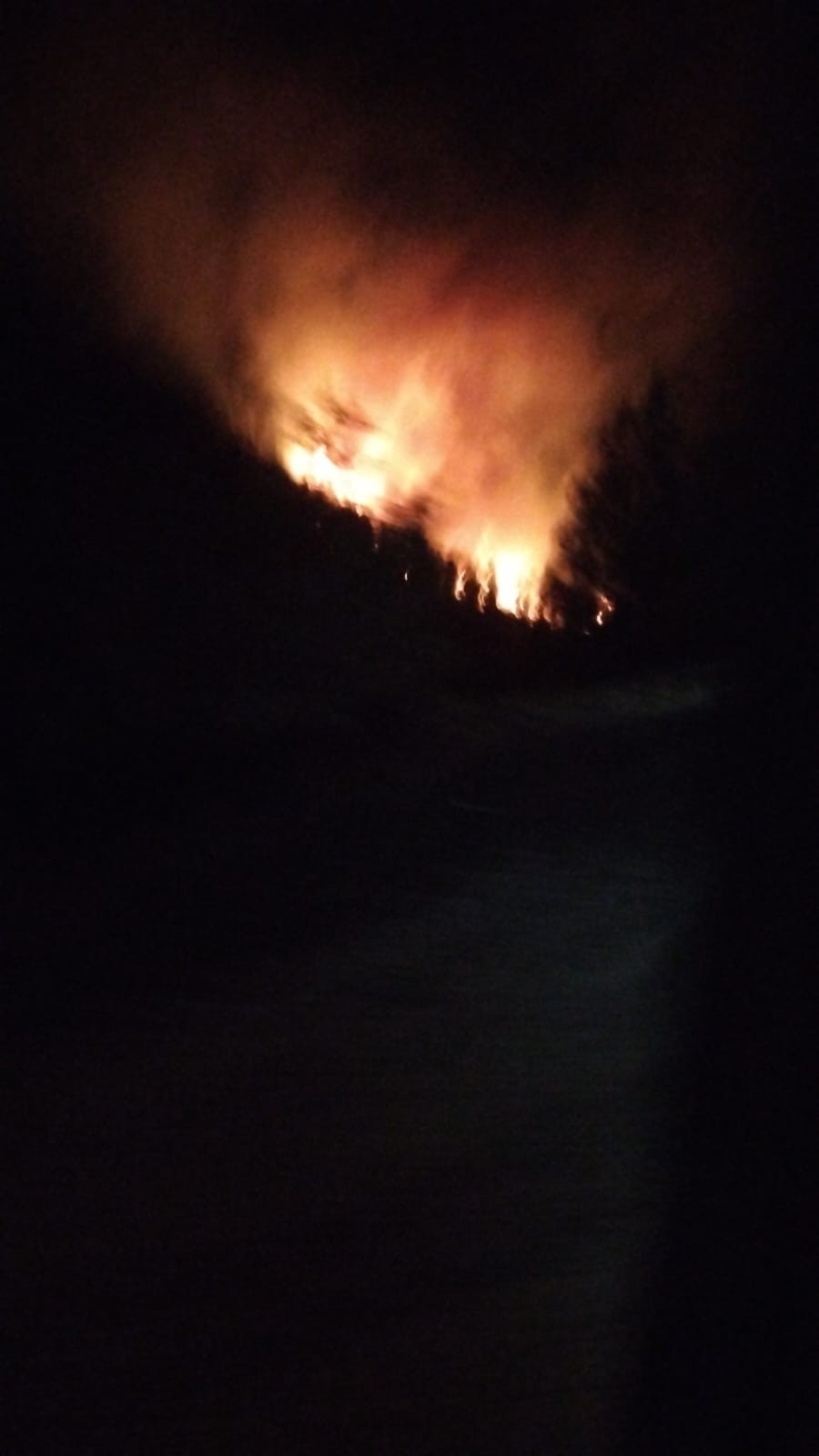 Muğla Köyceğiz ve Milas'ta orman yangını