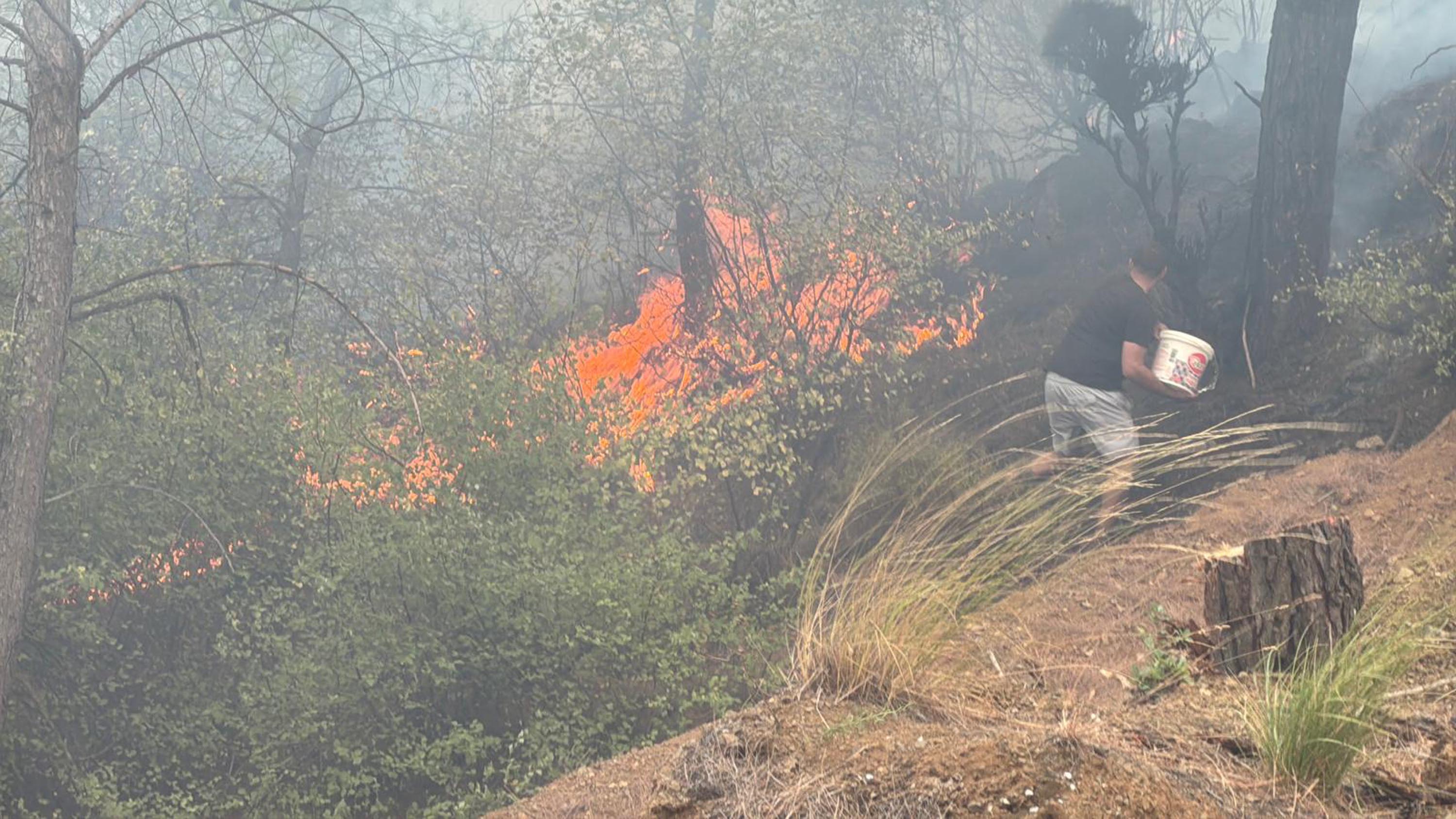 Muğla Köyceğiz ve Milas'ta orman yangını