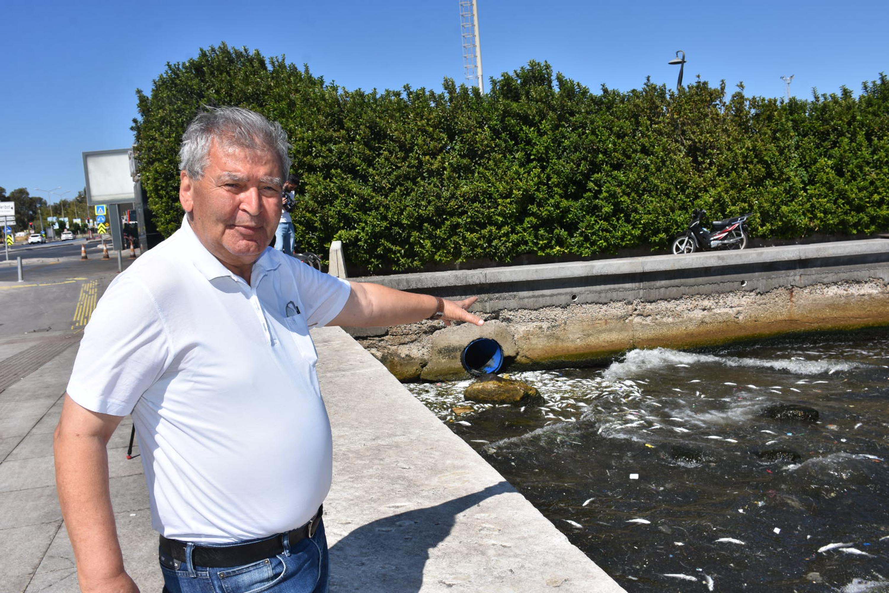 İzmir Körfezi'nde balık ölümleri devam ediyor