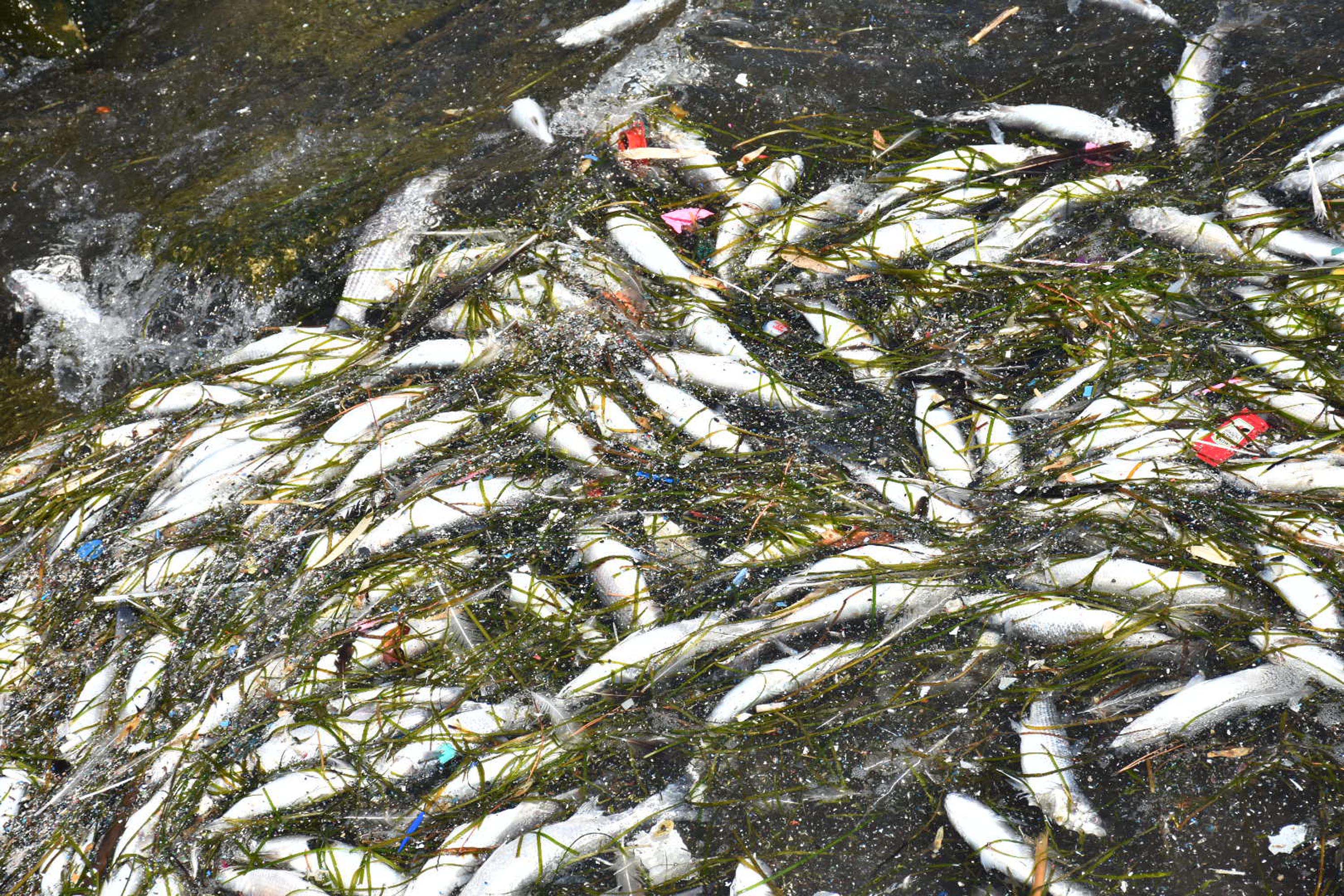 İzmir Körfezi'nde balık ölümleri devam ediyor