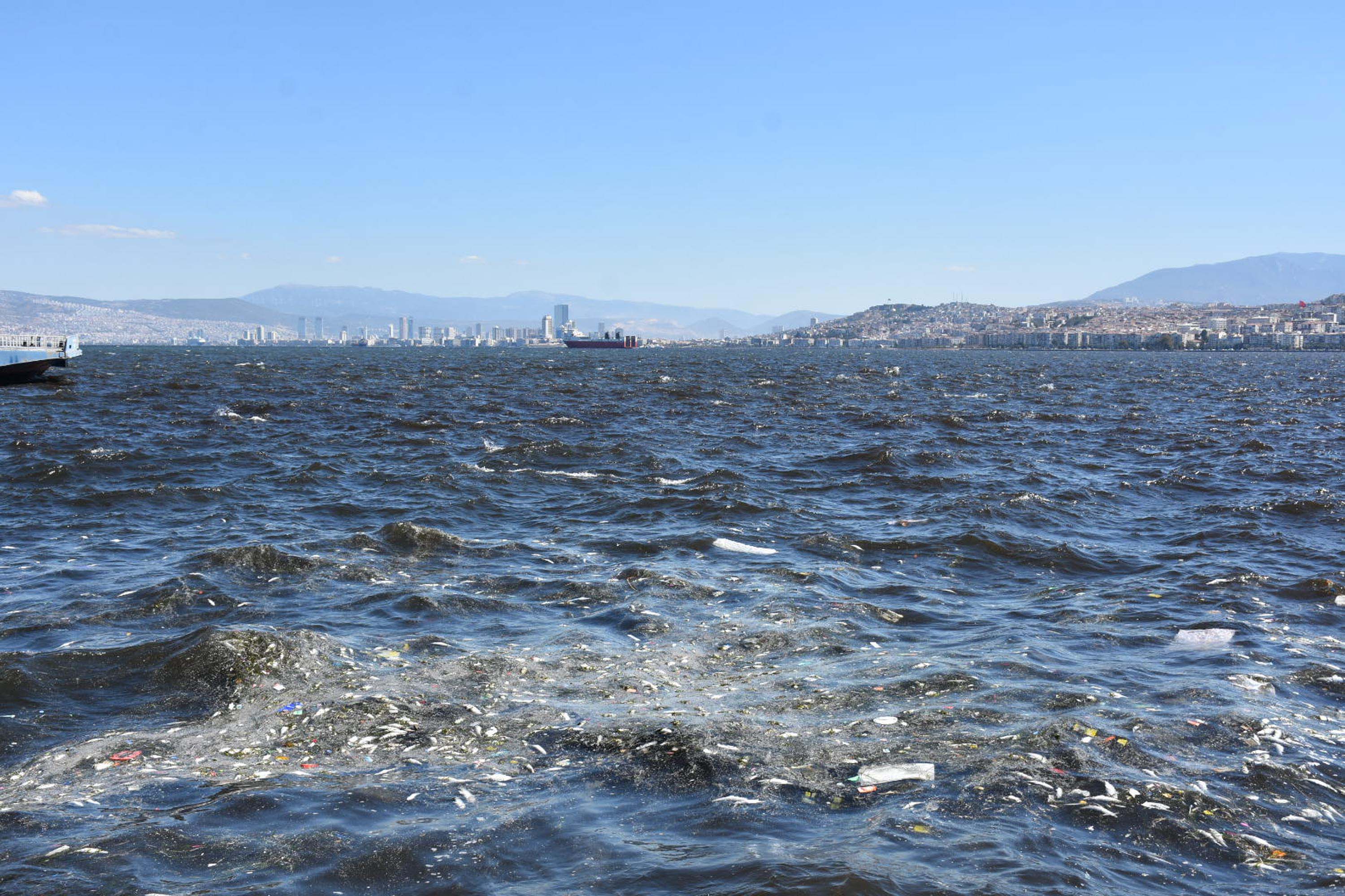 İzmir Körfezi'nde balık ölümleri devam ediyor