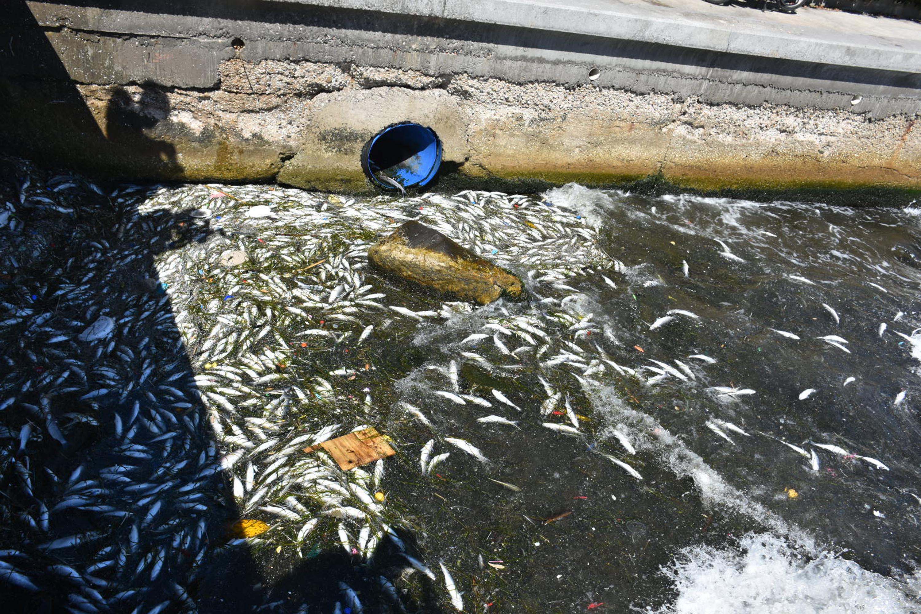 İzmir Körfezi'nde balık ölümleri devam ediyor