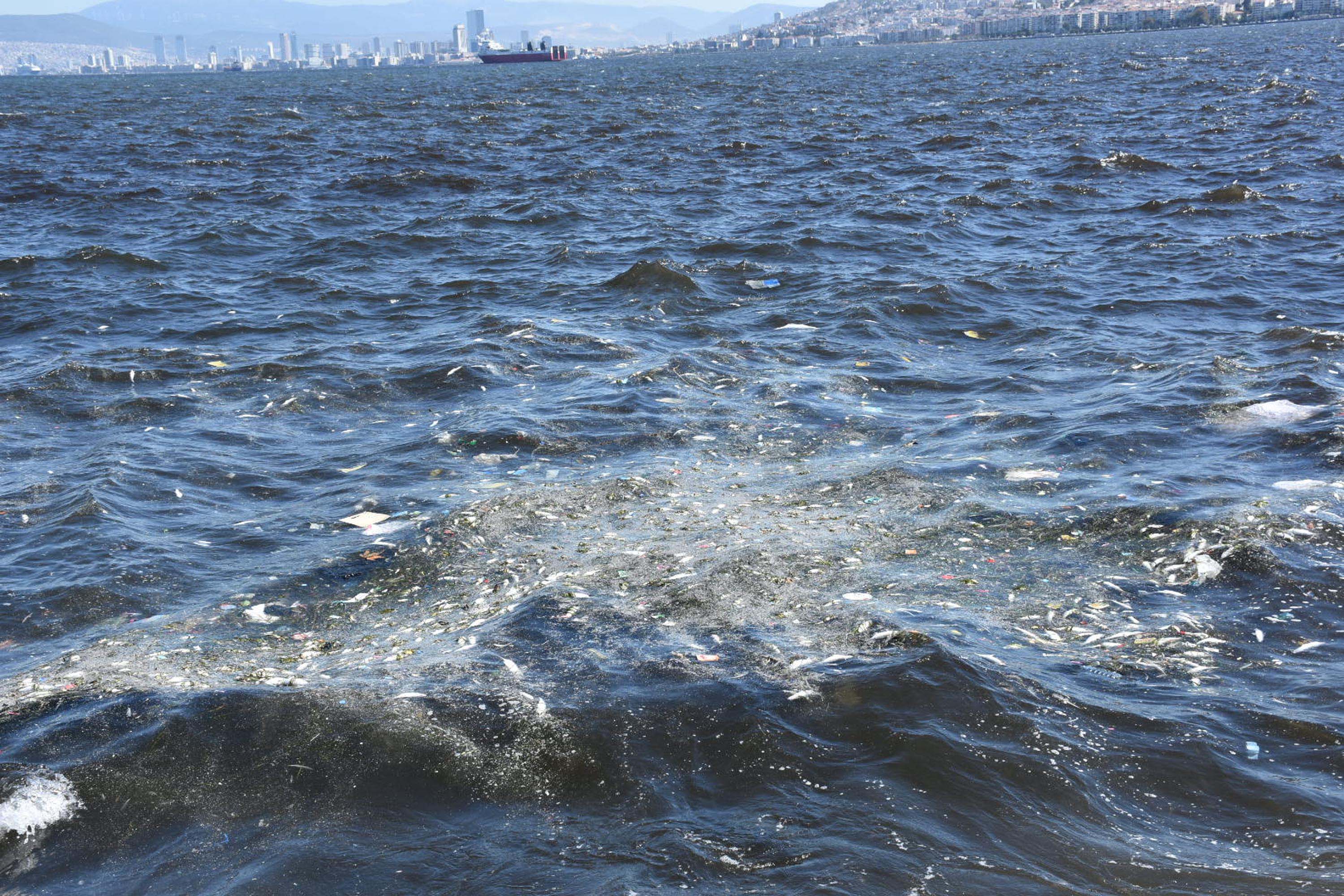 İzmir Körfezi'nde balık ölümleri devam ediyor
