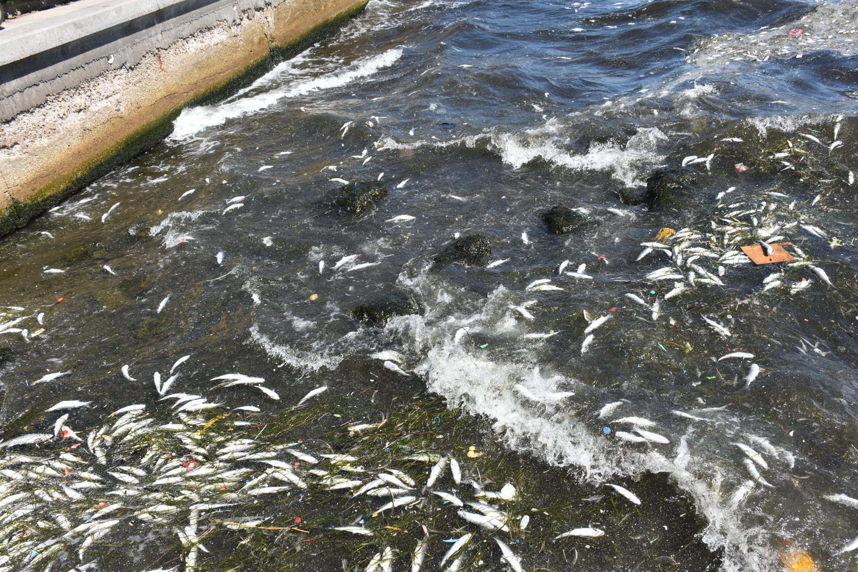 İzmir Körfezi'nde balık ölümleri devam ediyor