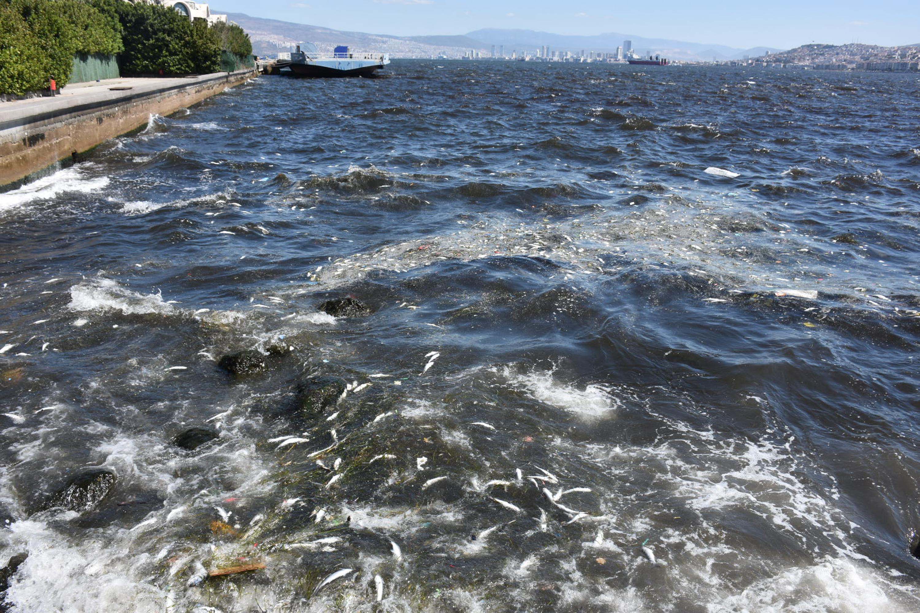 İzmir Körfezi'nde balık ölümleri devam ediyor