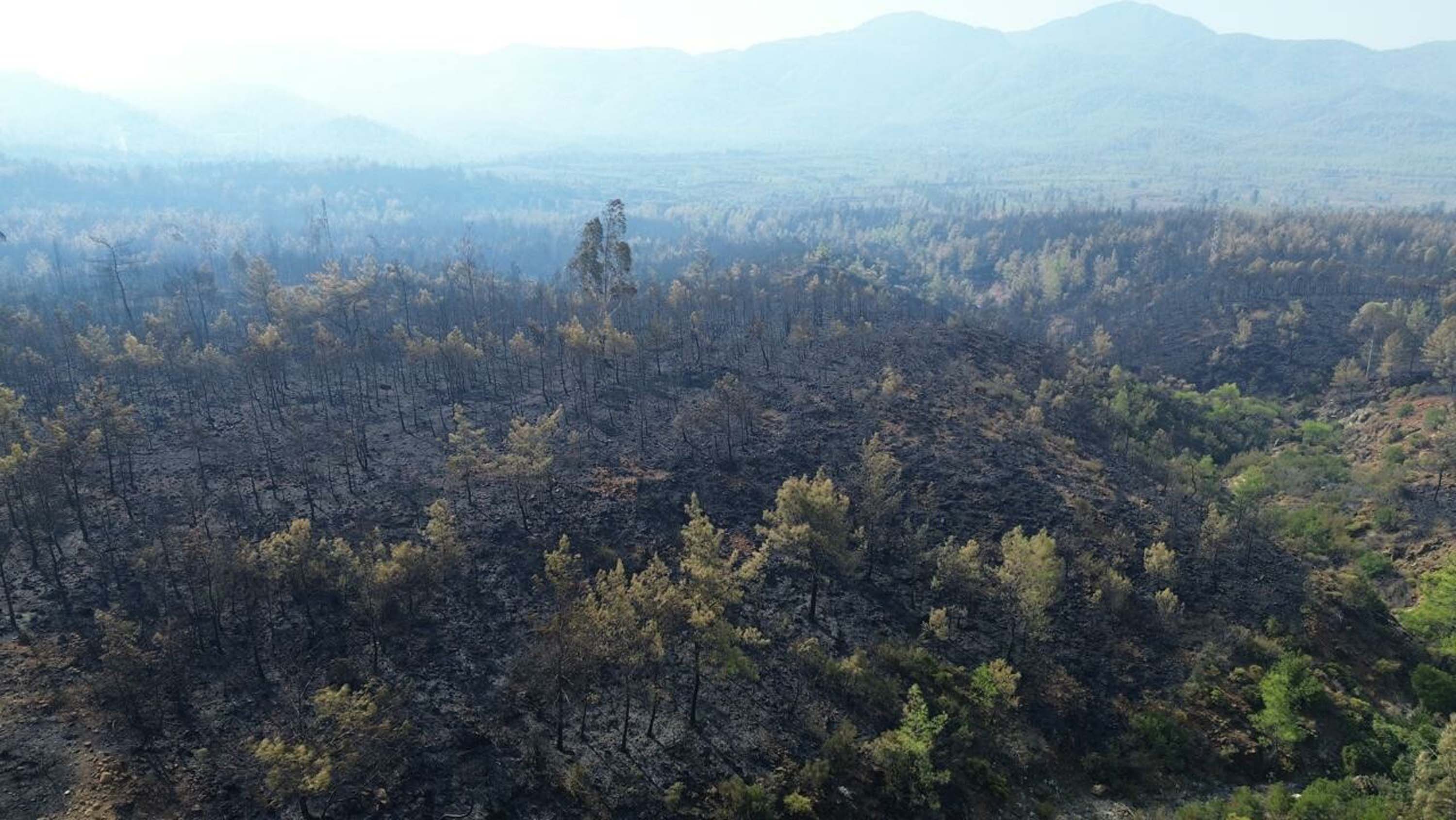 Muğla yangınlarında kahreden görüntüler!