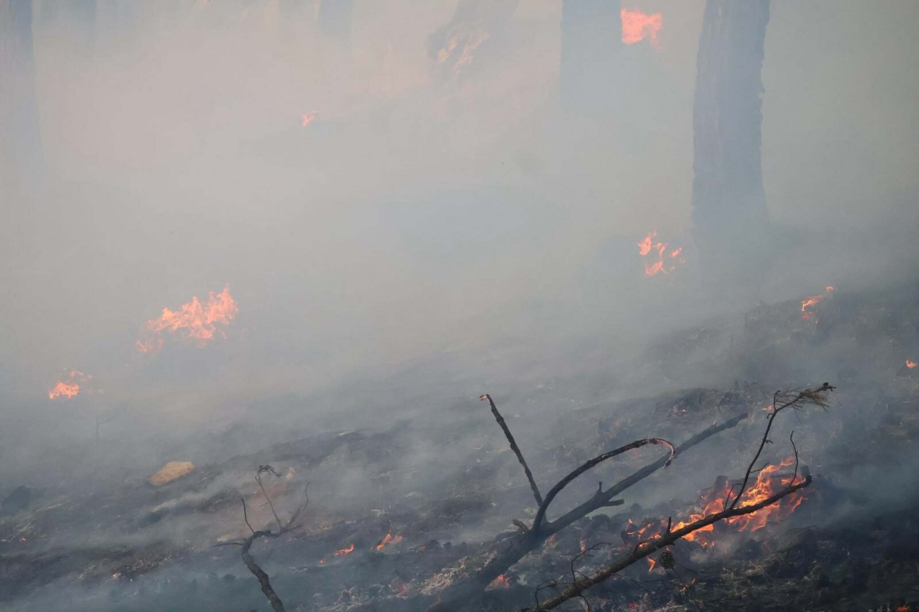 Muğla yangınlarında kahreden görüntüler!