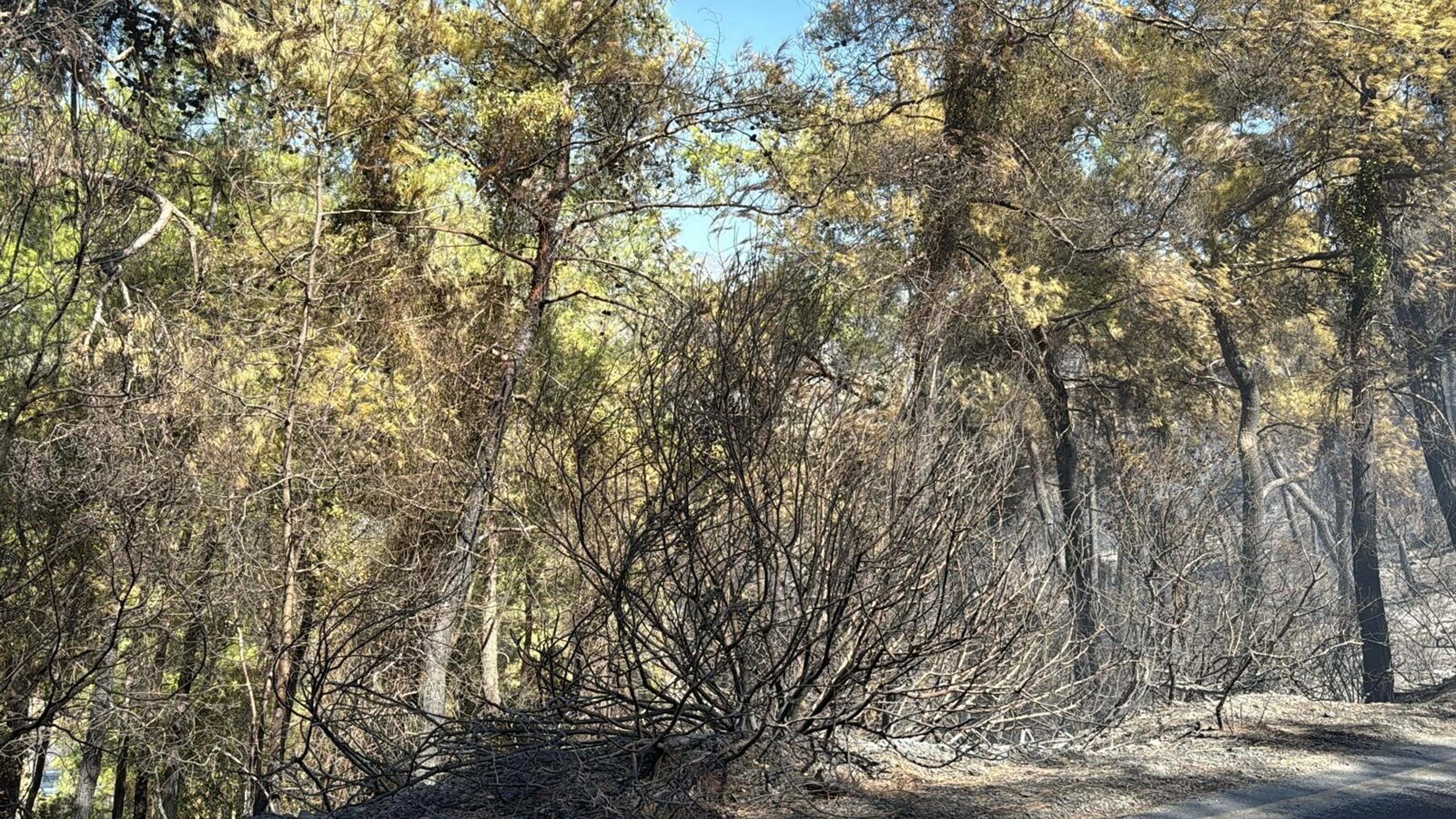 Muğla yangınlarında kahreden görüntüler!