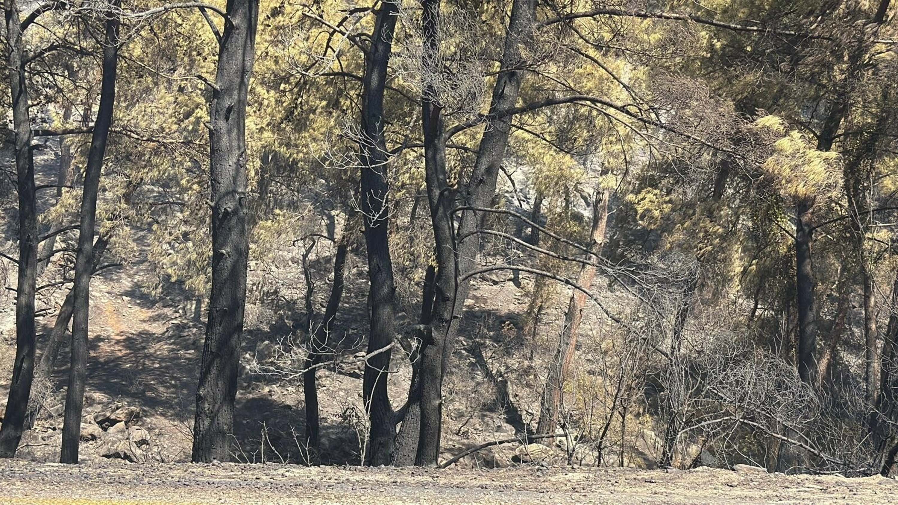 Muğla yangınlarında kahreden görüntüler!