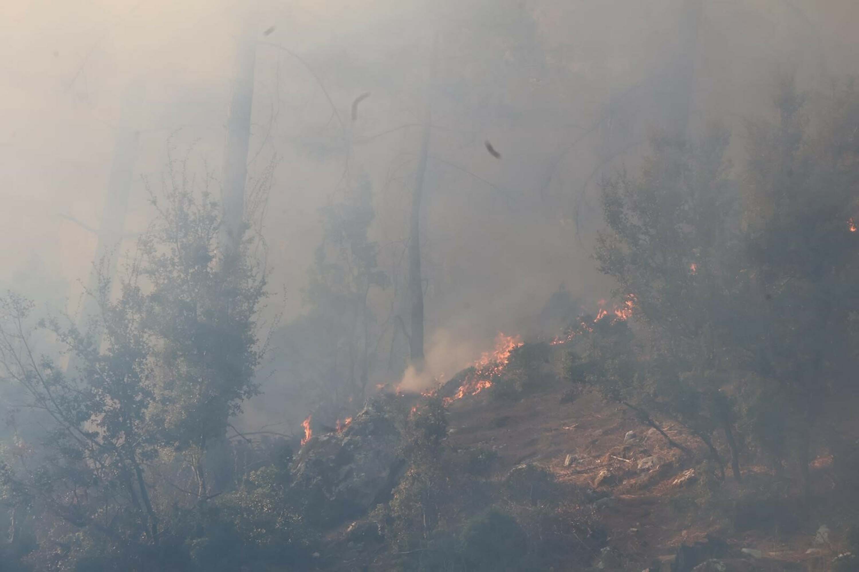 Muğla yangınlarında kahreden görüntüler!