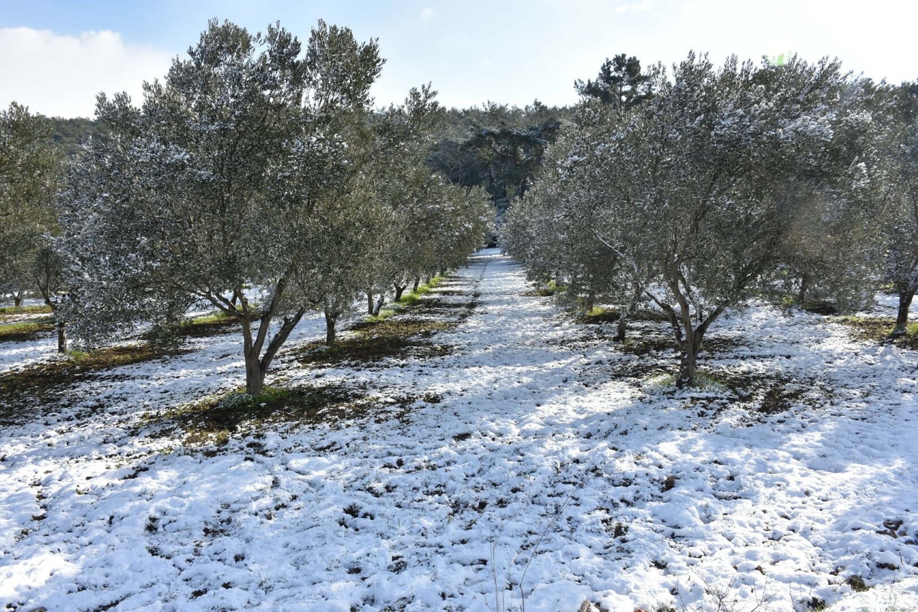 İzmir’de yeni yılın ilk gününde kar yağışı etkili oldu