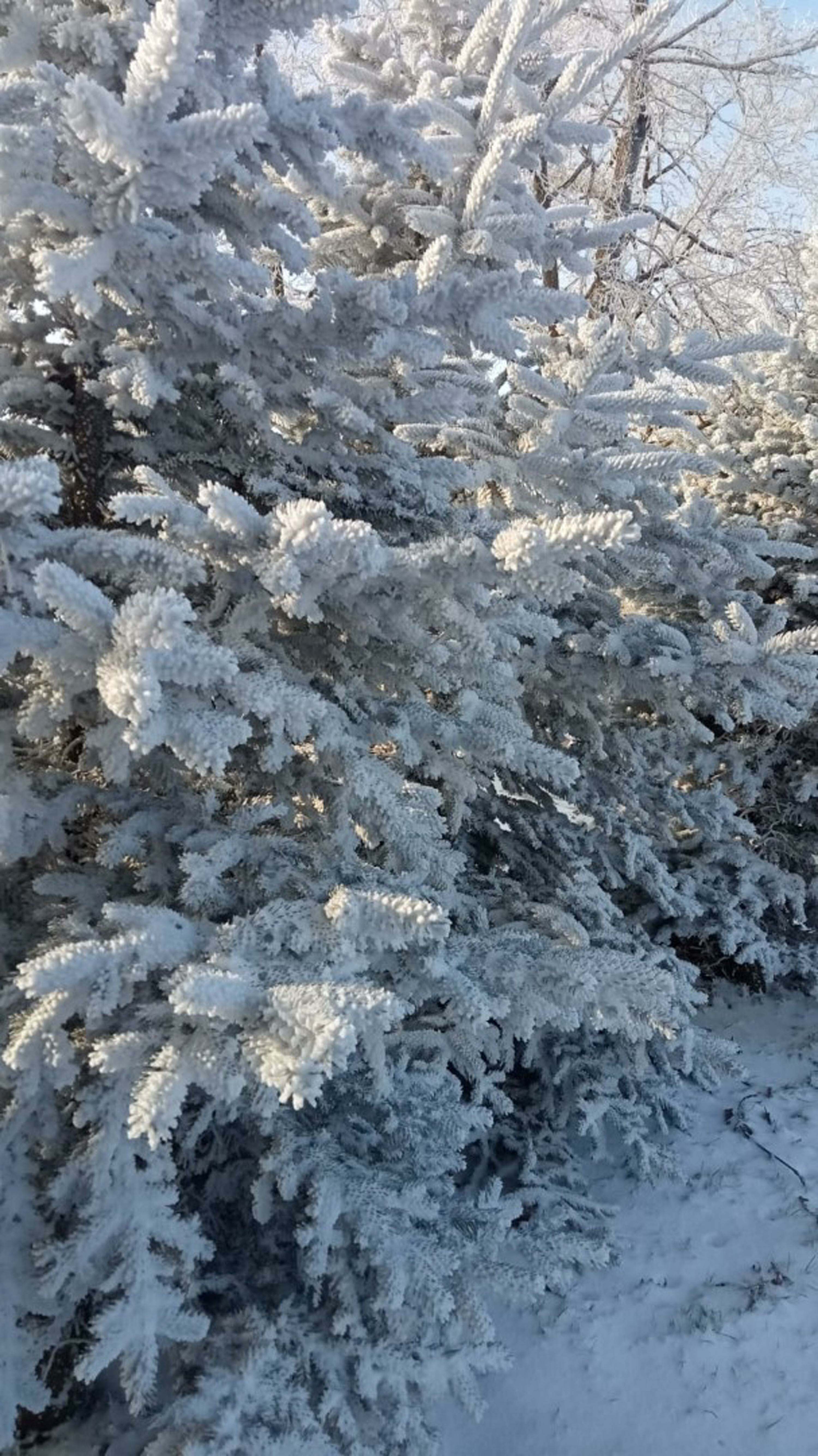 Gölcük ve Bozdağ yaylaları beyaz örtüyle kaplandı