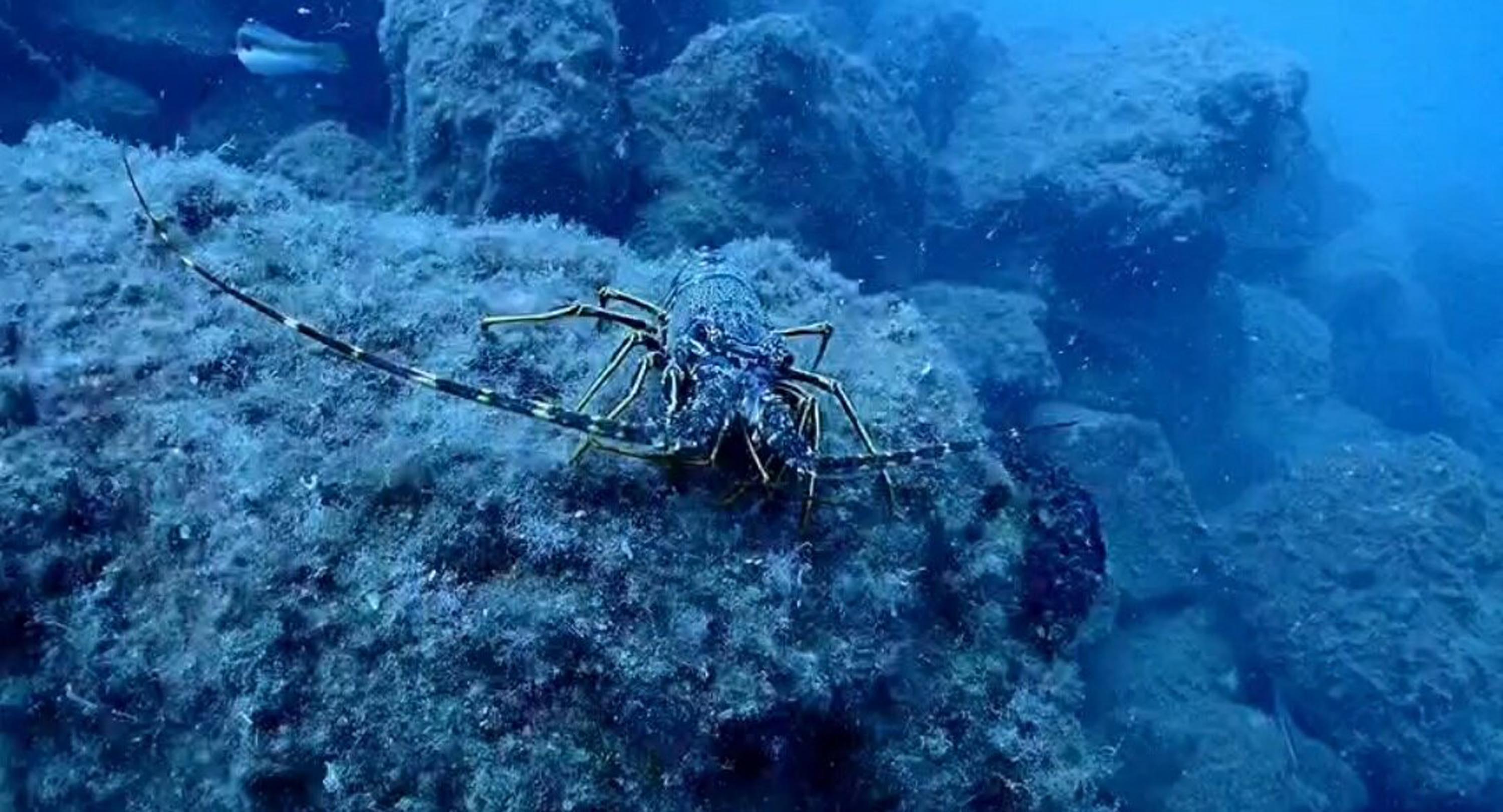 Kuşadası’nın su altı güzellikleri, dalış tutkunlarının ilgisini çekiyor