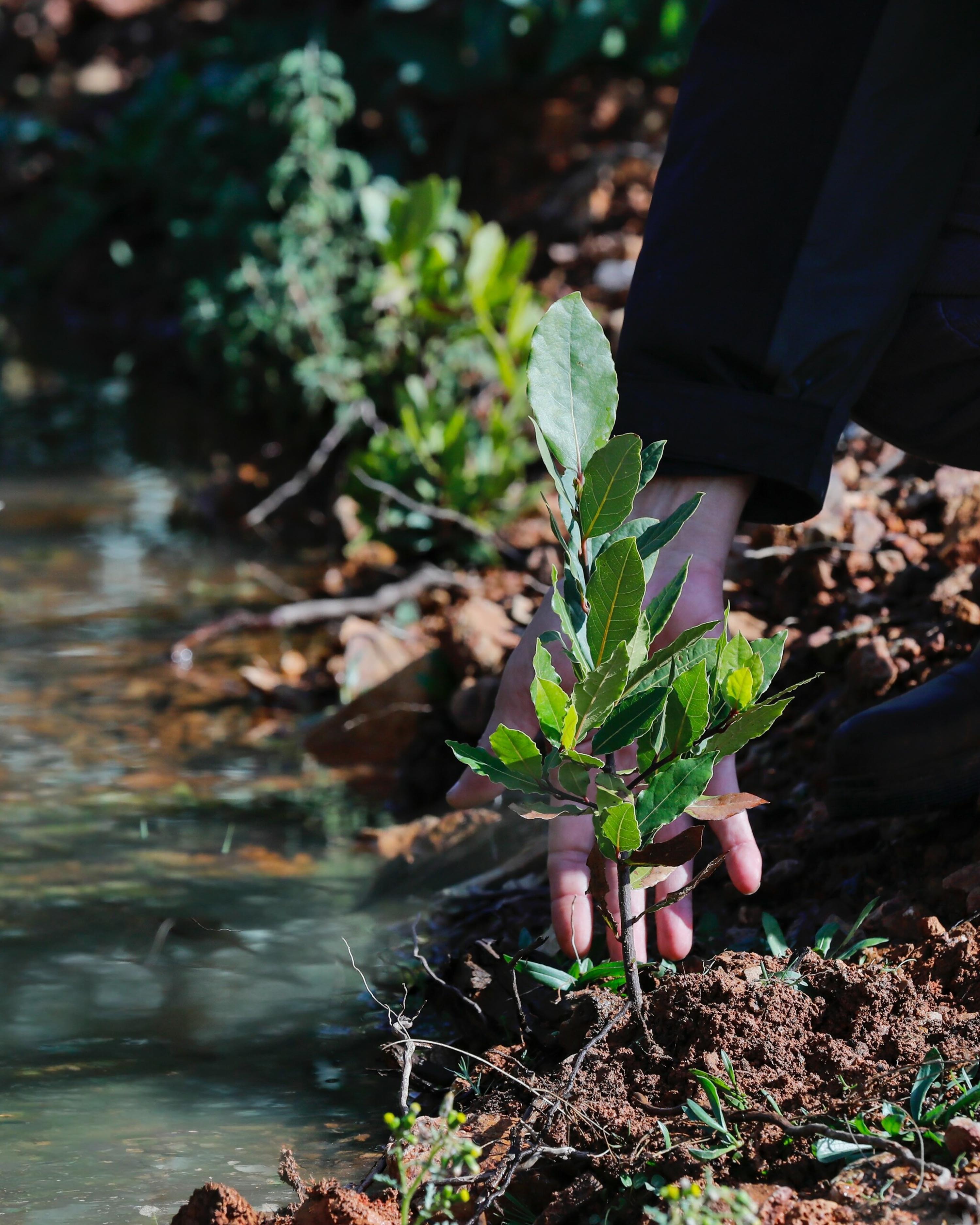 Yamanlar, yeniden yeşile bürünüyor