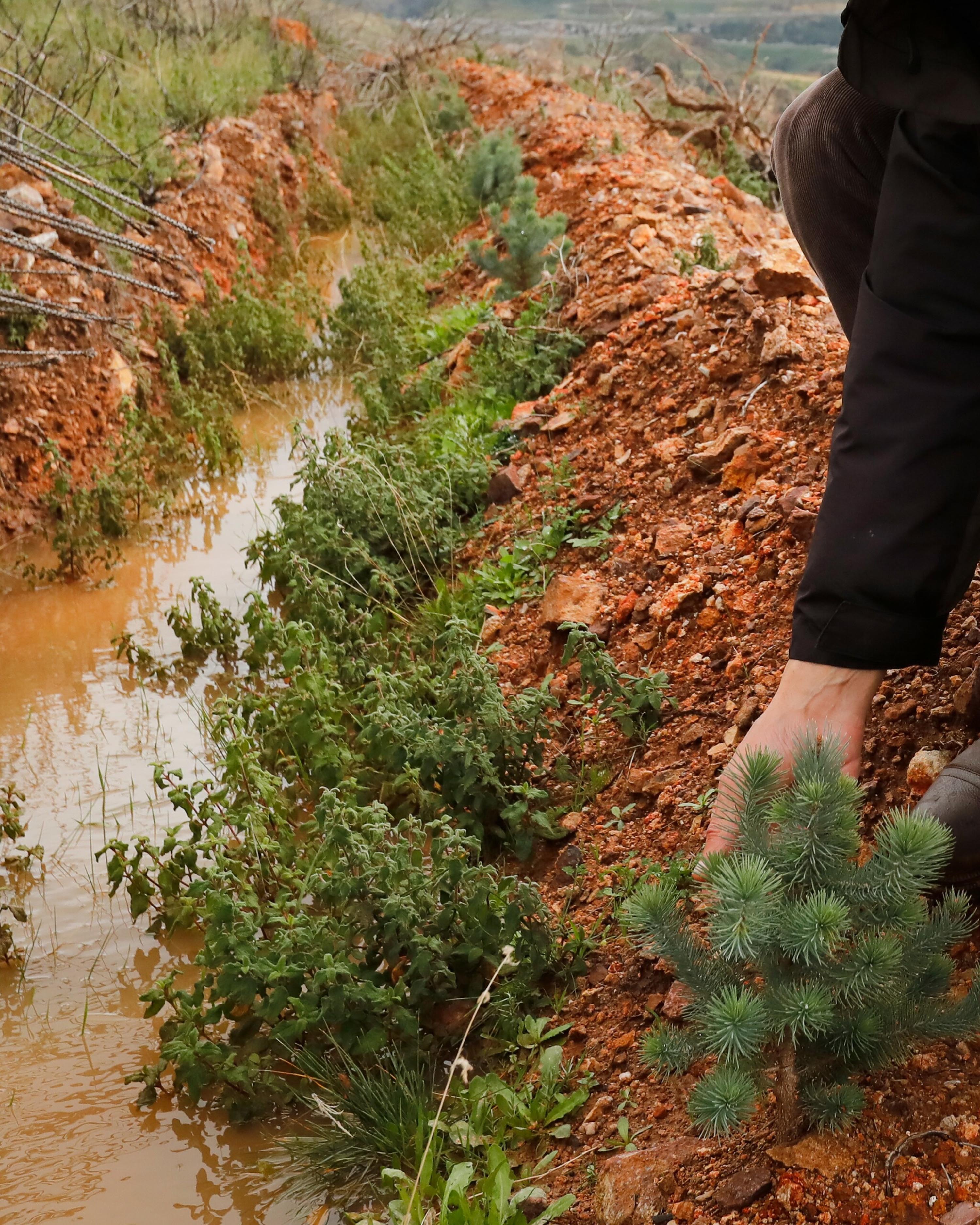 Yamanlar, yeniden yeşile bürünüyor