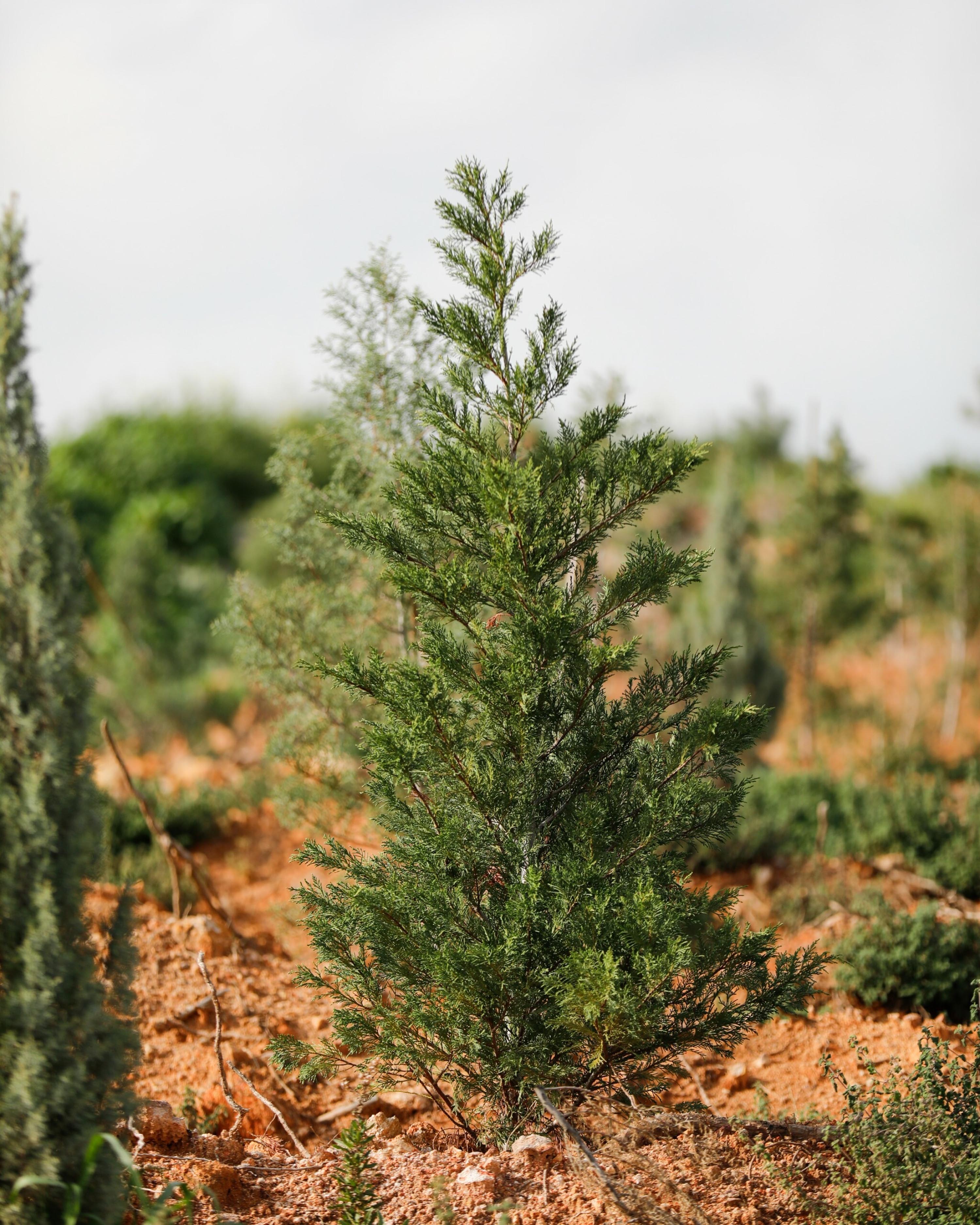 Yamanlar, yeniden yeşile bürünüyor