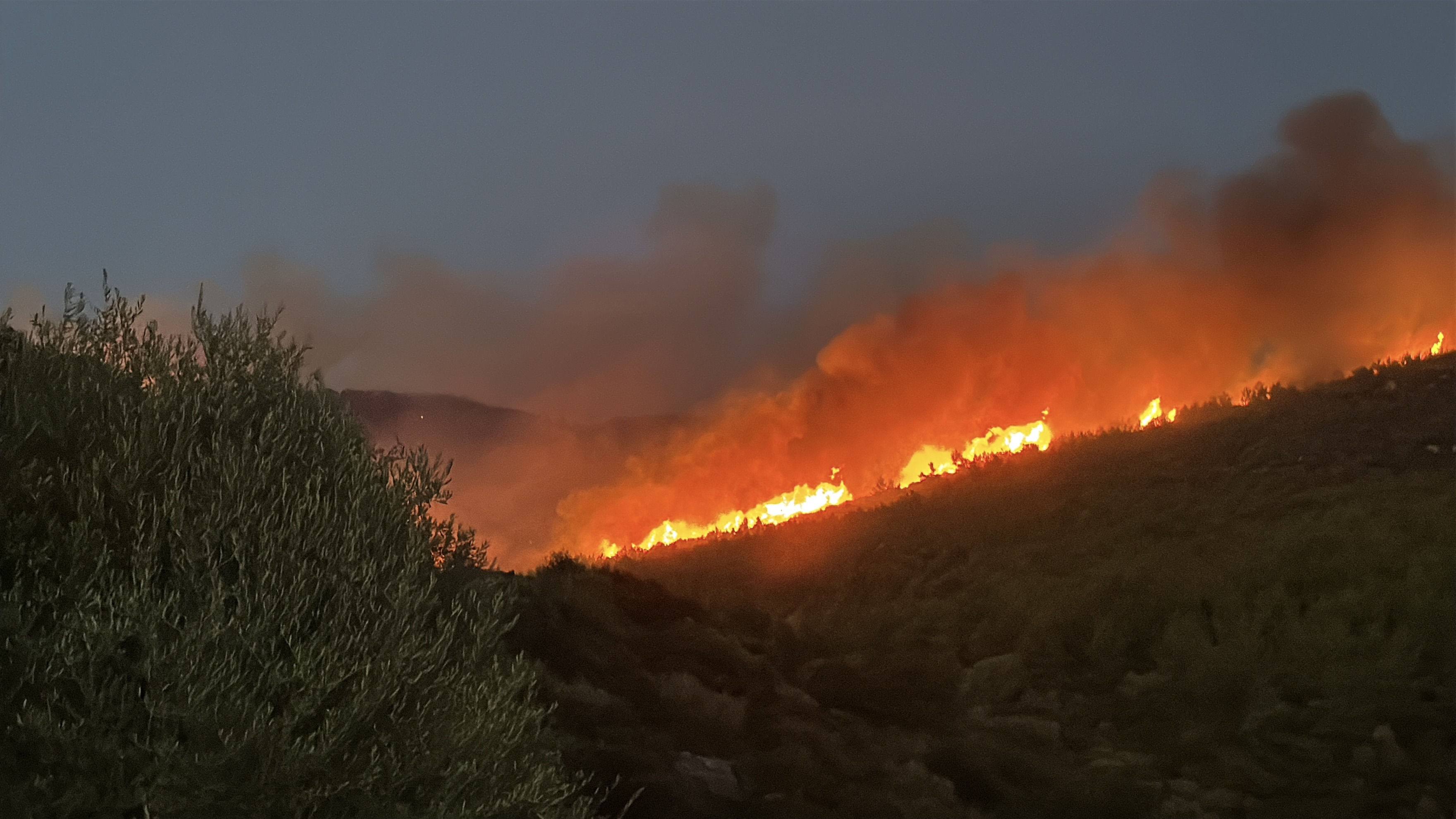 Milas'ta orman yangını