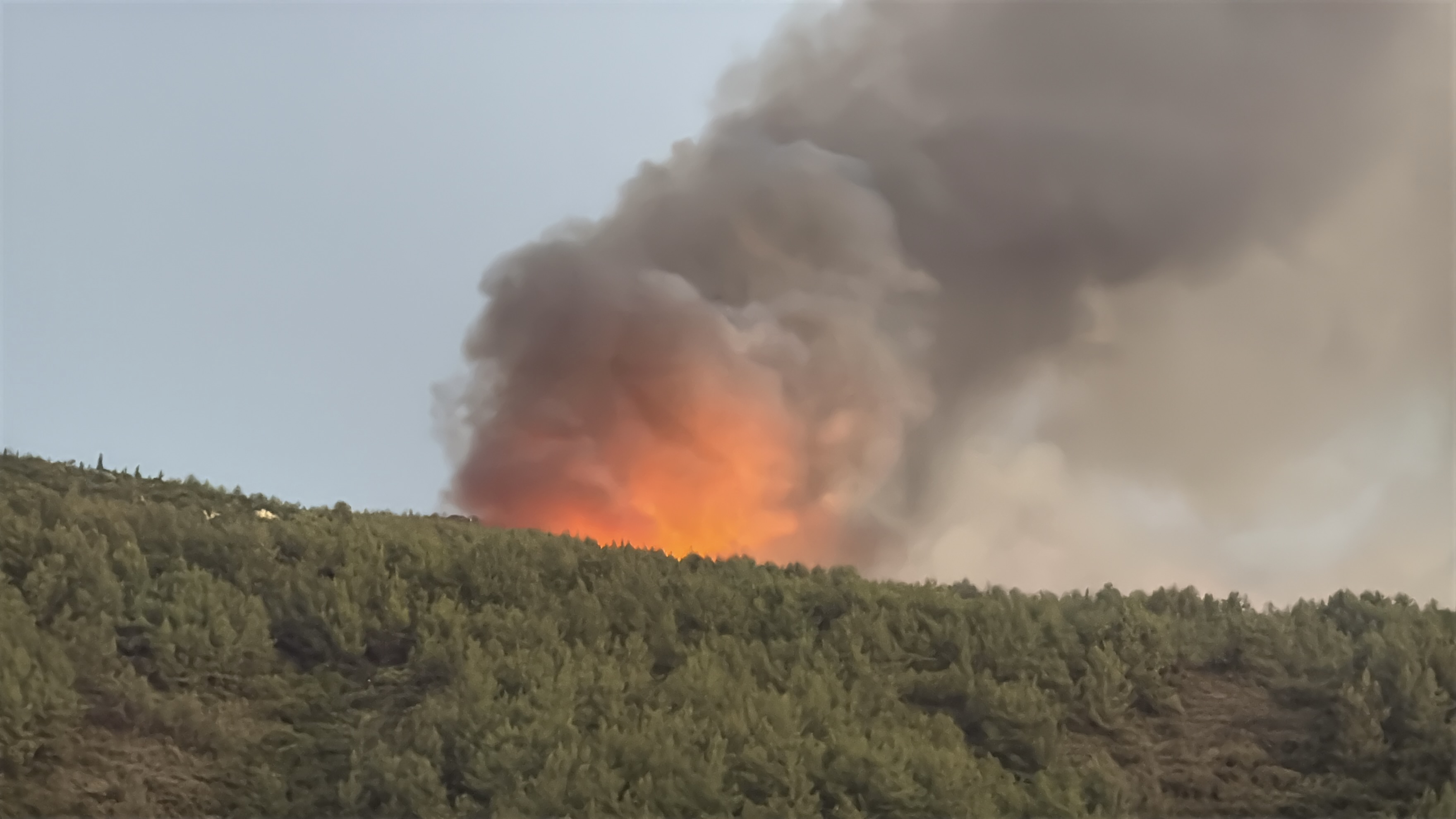 Milas'ta orman yangını