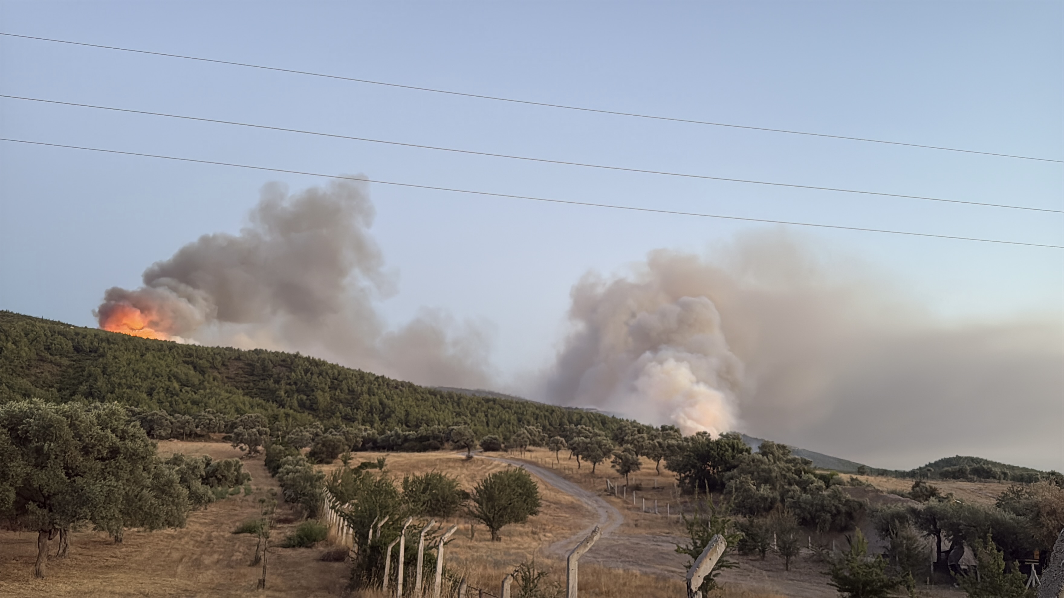 Milas'ta orman yangını