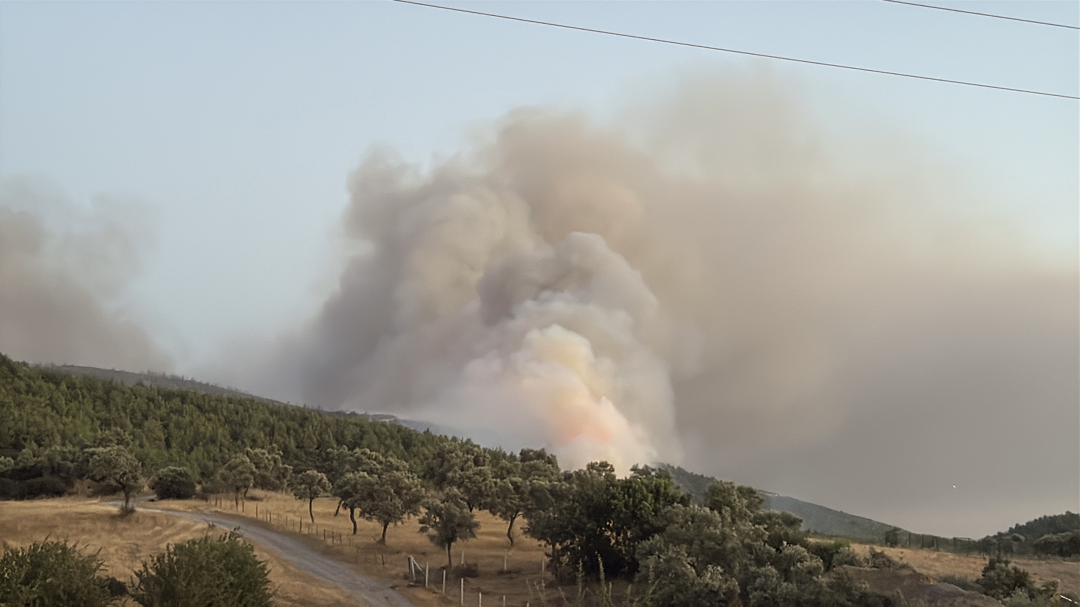 Milas'ta orman yangını